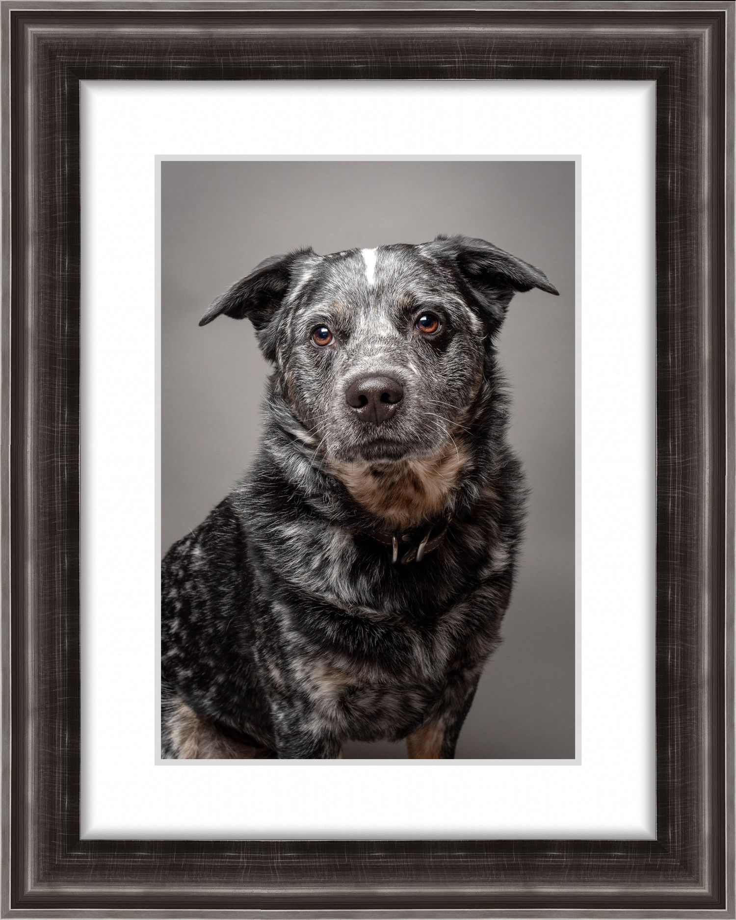 Close-up portrait of an Australian Cattle Dog with speckled gray coat in ornate dark frame.
