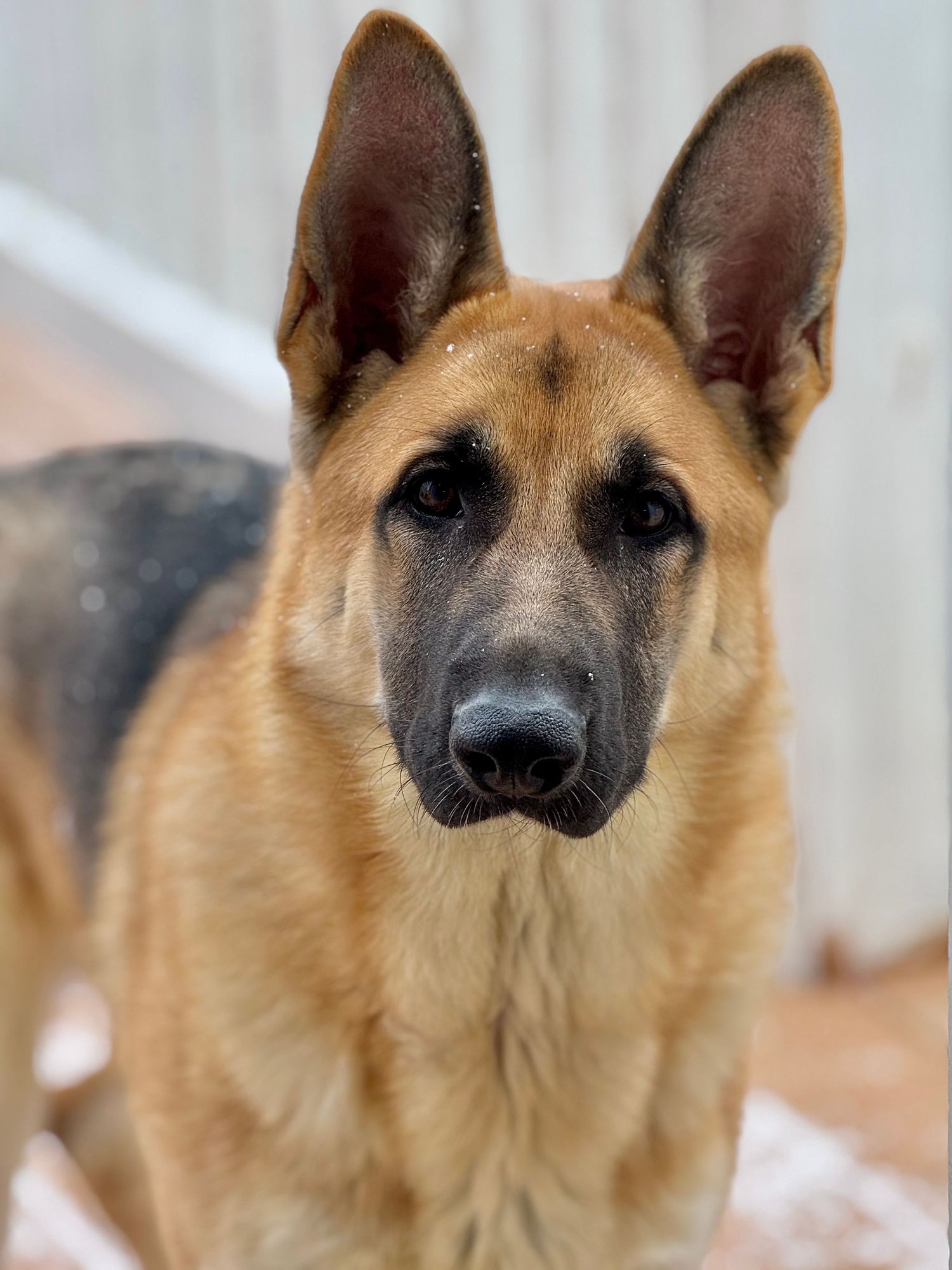 Close-up portrait sequence of a German Shepherd dog's face showing alert ears and expressive brown eyes.