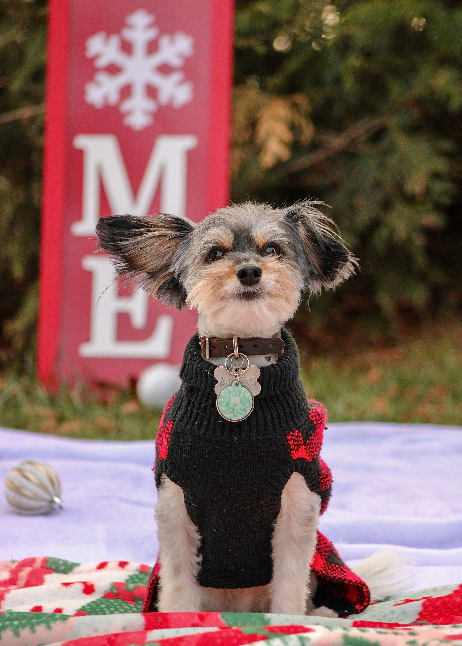 Small dog wearing black knit sweater poses in snow with red Christmas decorations in background.
