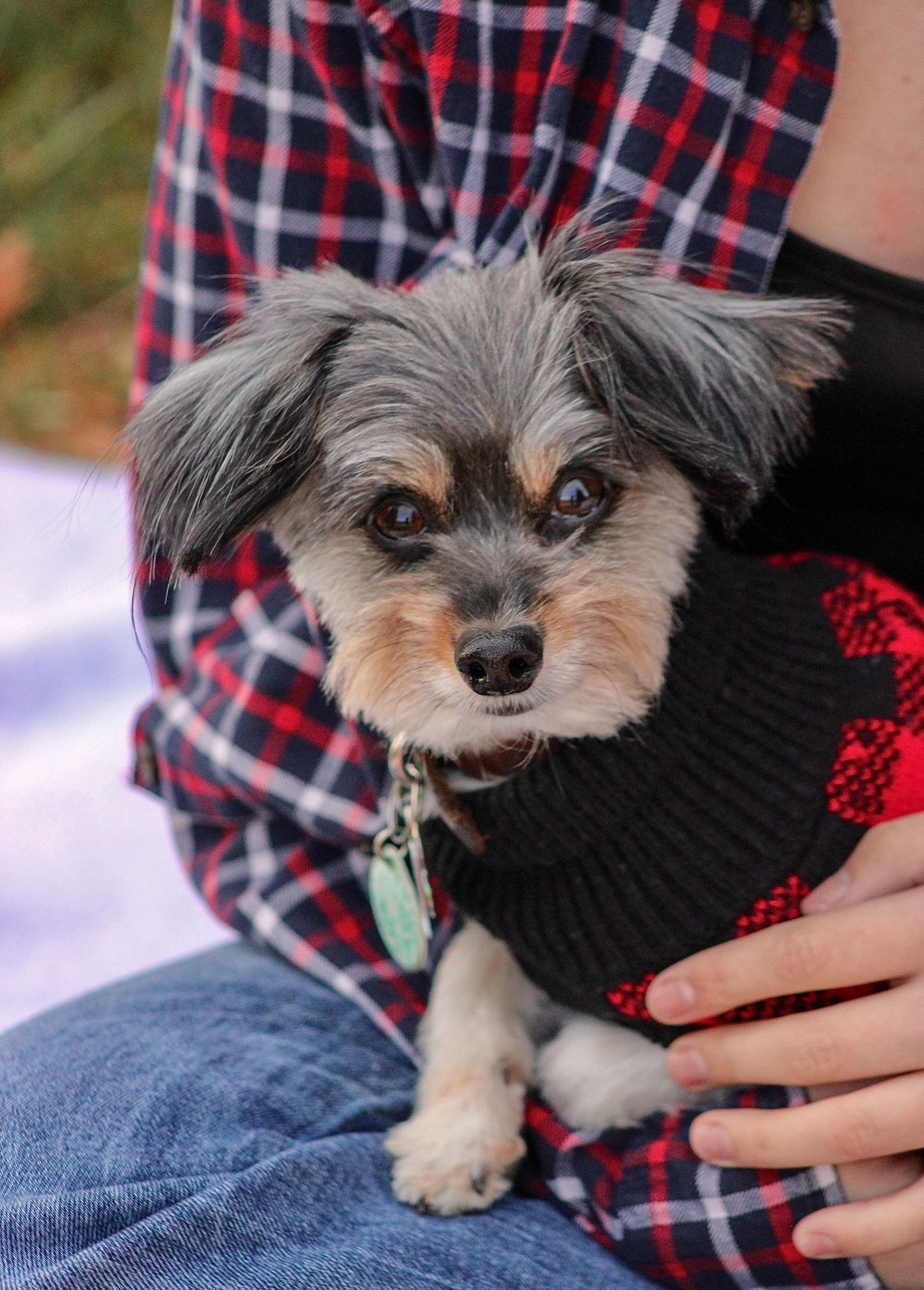 Small gray dog wearing a black sweater rests comfortably on denim while being pet by someone in a plaid shirt.