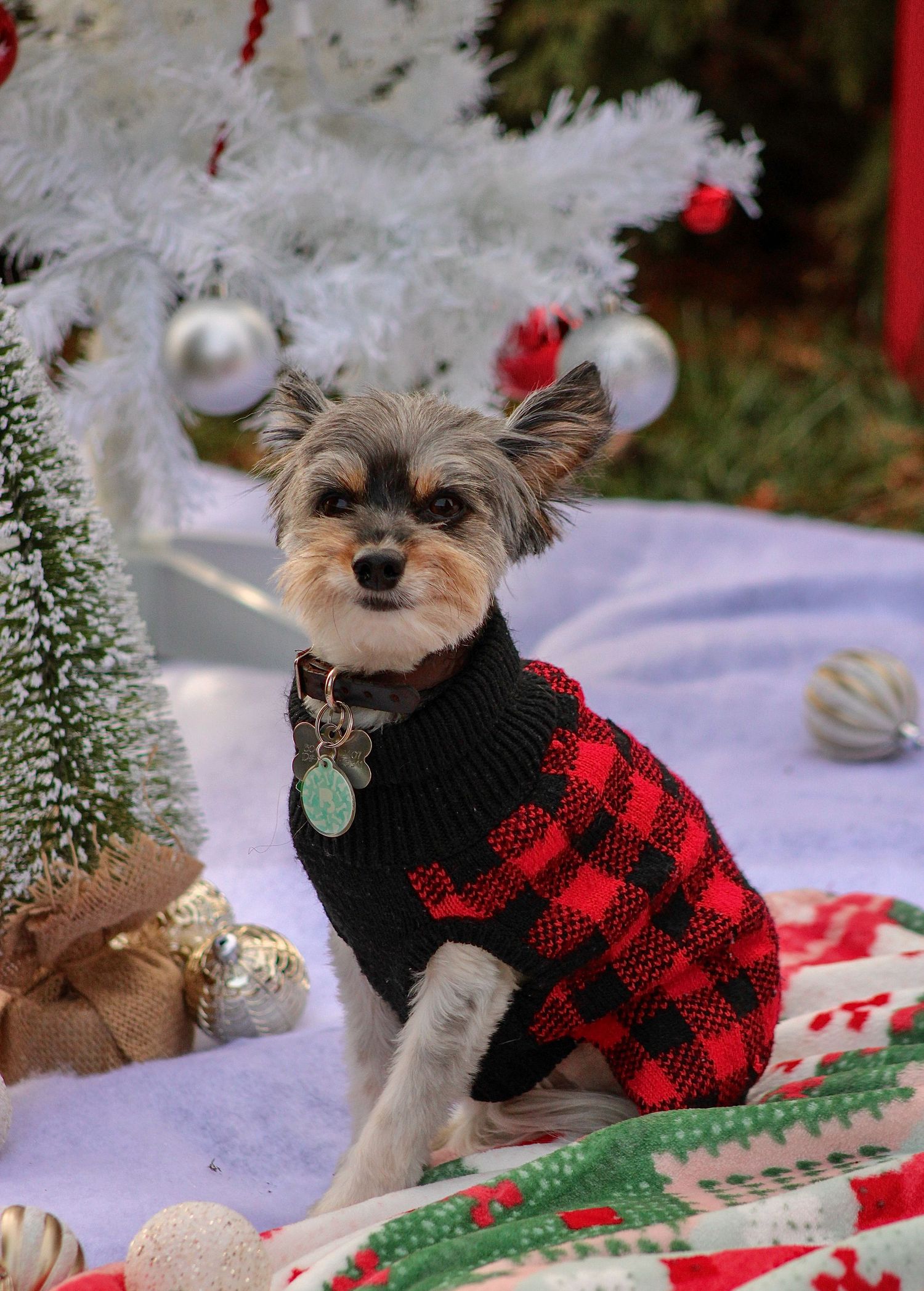 Small terrier dog wearing black and red buffalo plaid sweater poses in winter holiday scene with decorative ornaments.