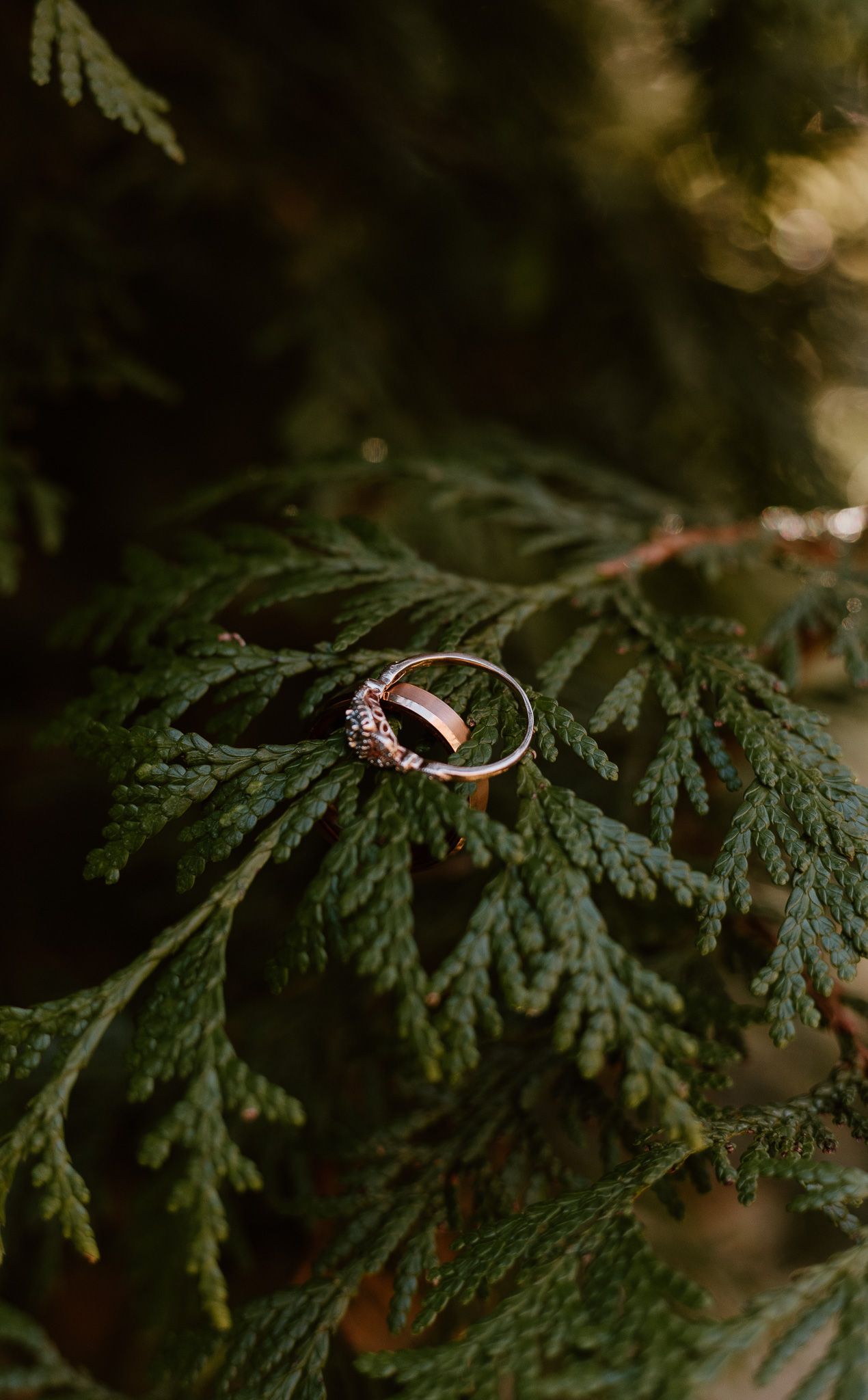 Wedding ring perched on green cedar branches in a romantic nature-inspired macro photograph.