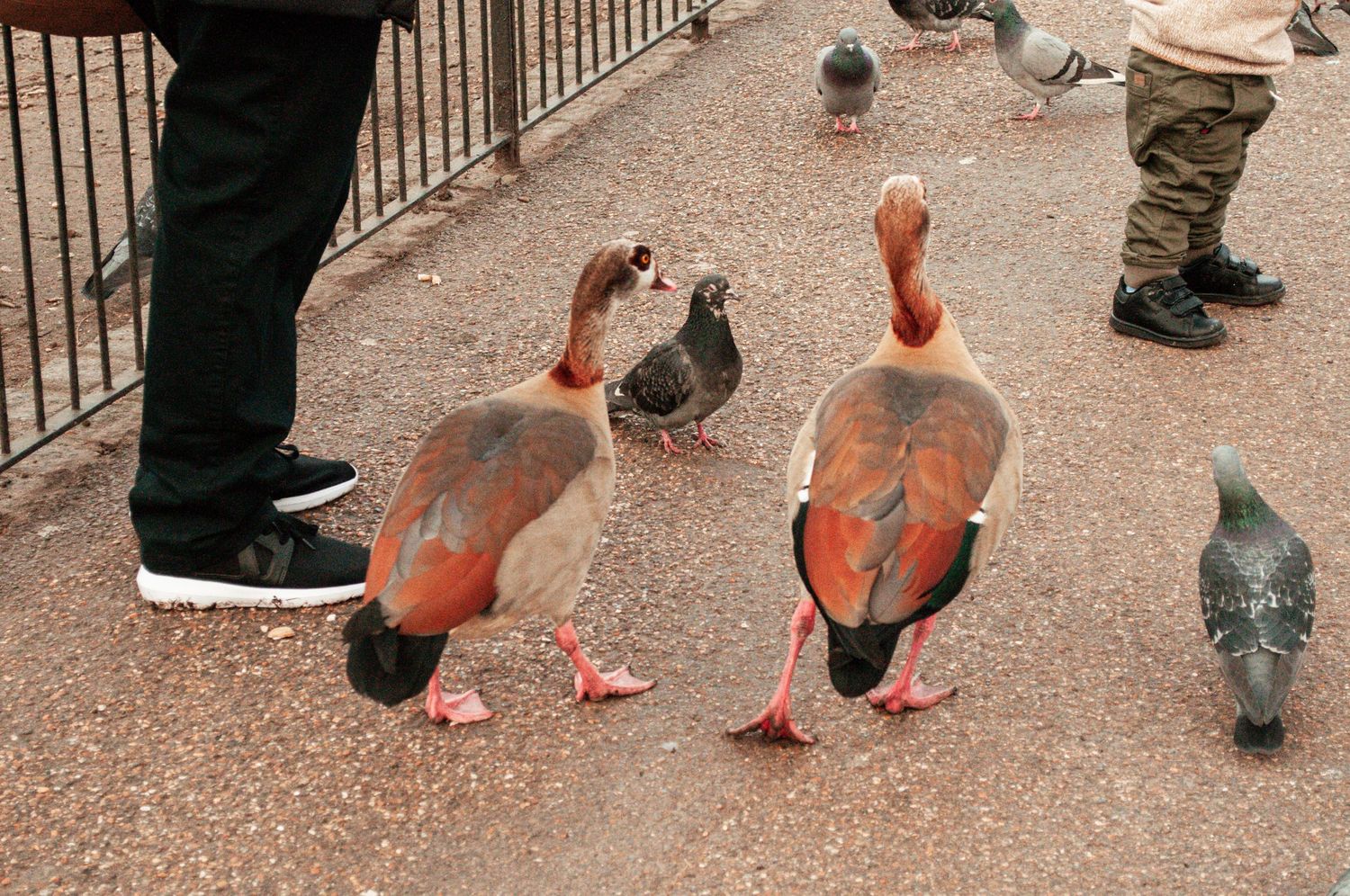 Pair of ducks walking across a paved park area among pigeons, with the lower legs of nearby people visible around them.
