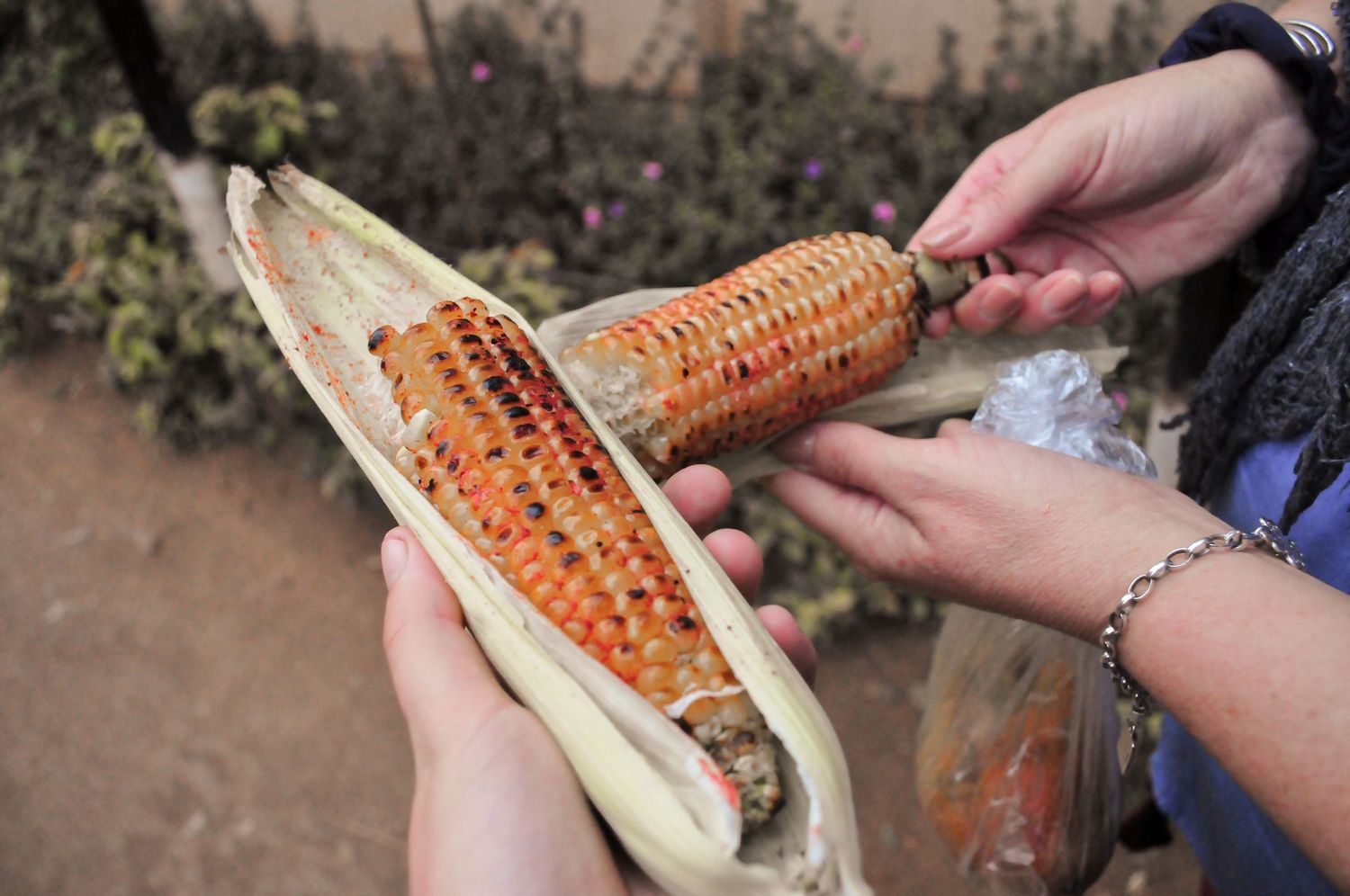 Close-up of hands holding and serving a grilled corn on the cob from a street-food vendor. Kenya, Africa