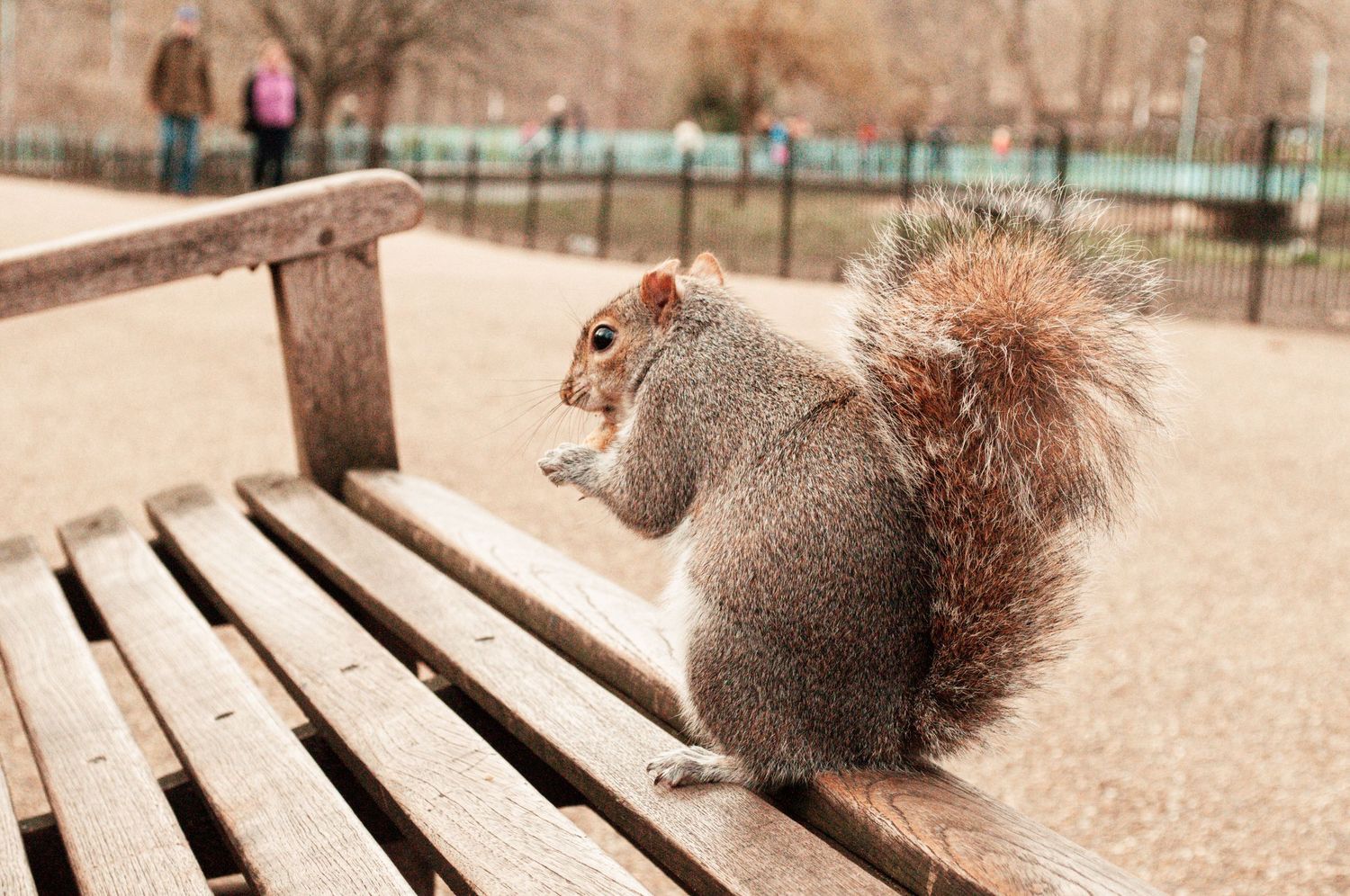 Squirrel perched on a wooden bench, holding food in its paws, with a soft-focus background of a park and distant figures. ash olion photo