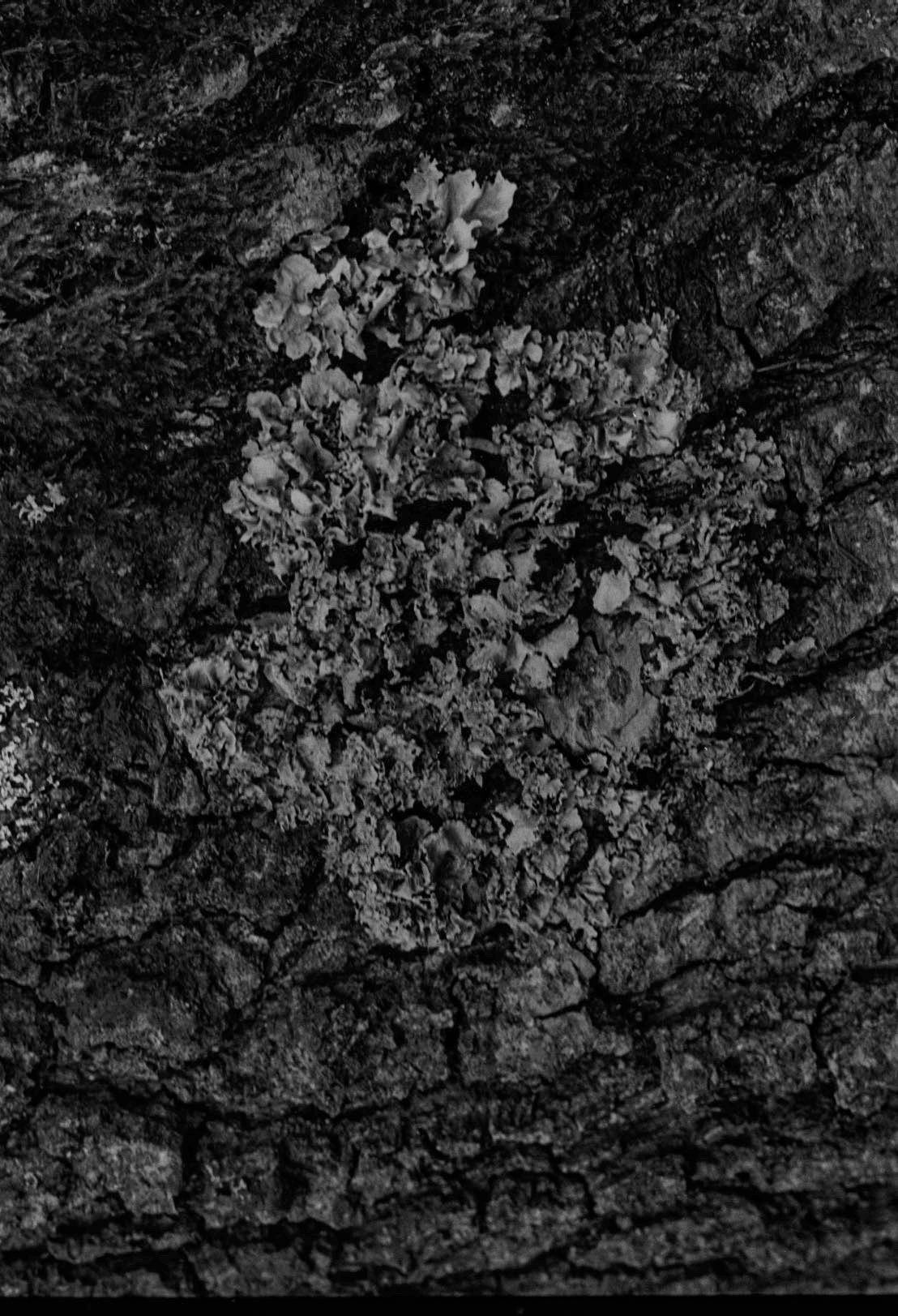 lichen growing on a tree close up macro on 35 mm black and white film
