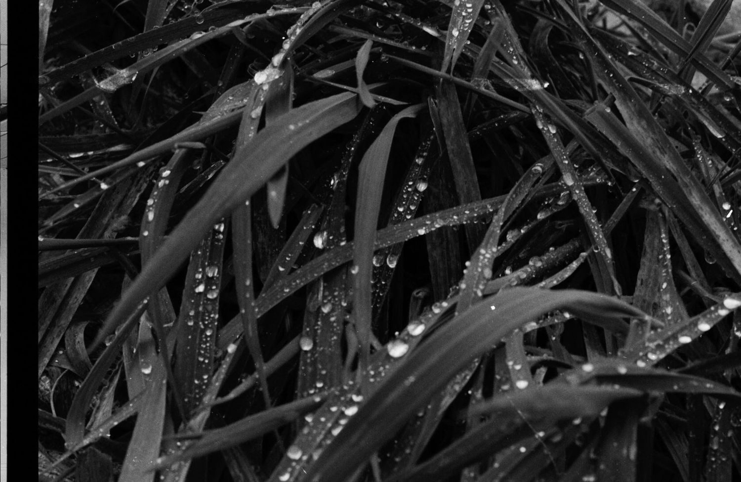 Black and white macro shot of long blades of grass covered in raindrops and moisture. 35mm film. ash olion photography
