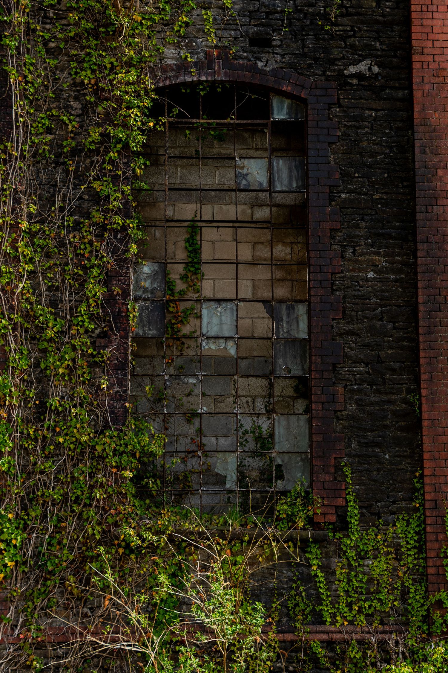 Old brick building façade with a tall arched window overtaken by dense ivy and vegetation.  penallta colliery wales. derelict abandoned