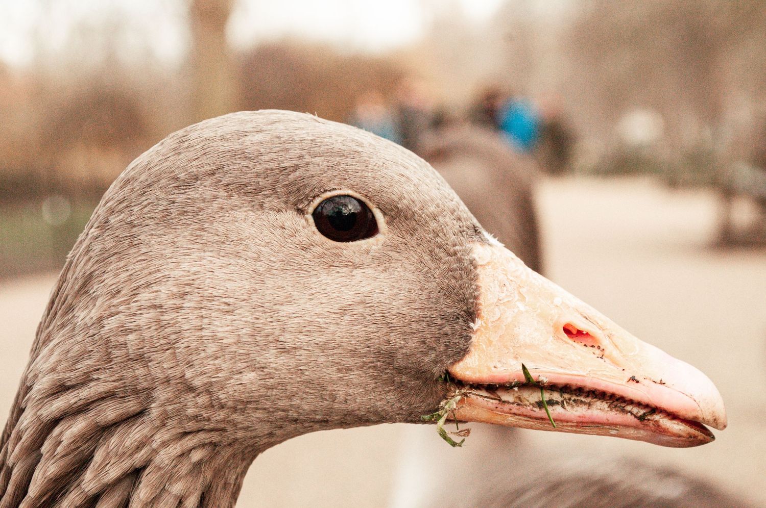 Close-up portrait of a goose’s head in soft, muted light, with the background blurred to focus on its detailed feathers and beak. ash olion