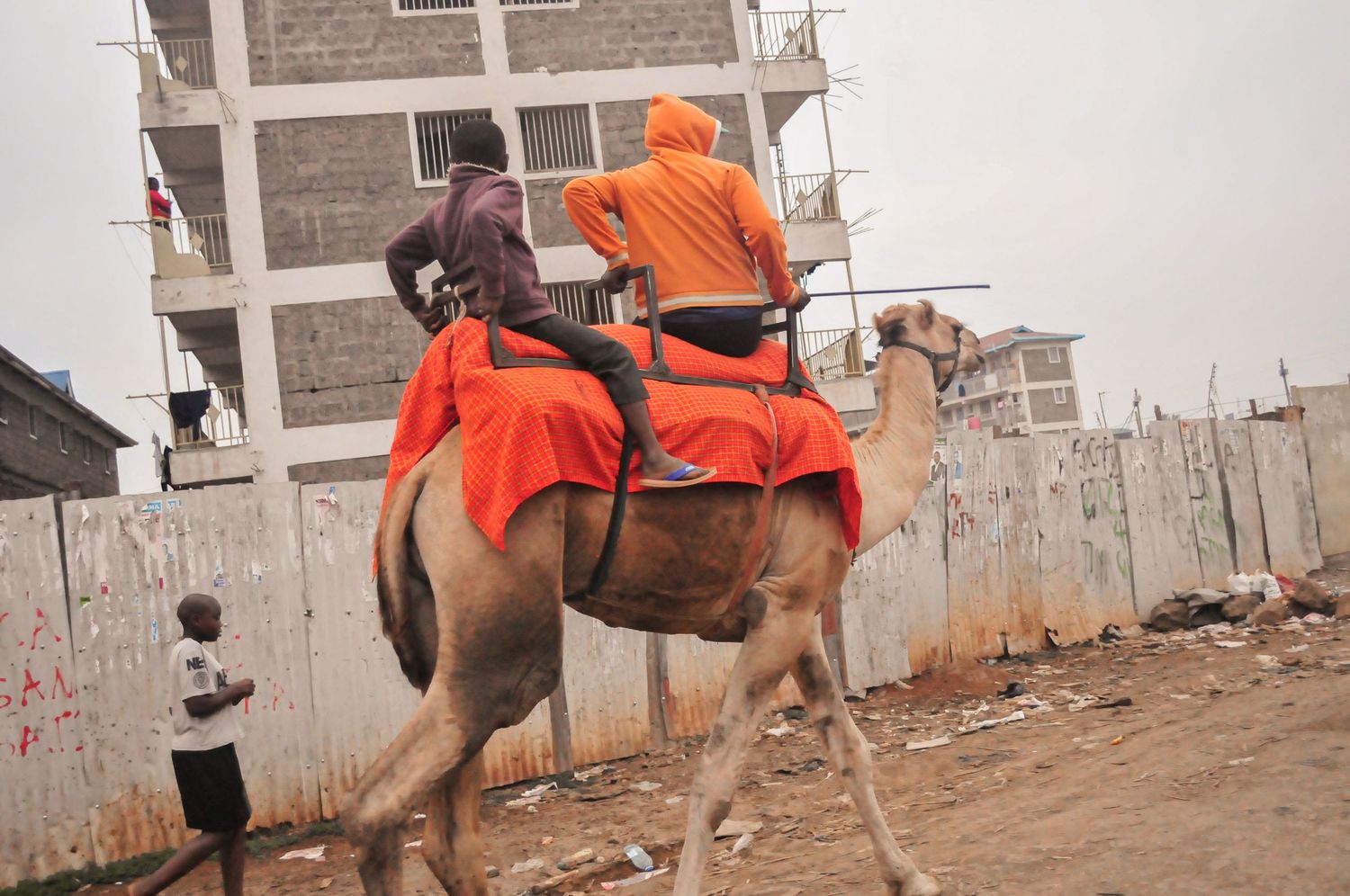 Two people dressed in orange robes riding a camel along a dusty street near construction fencing.  Kenya, Africa