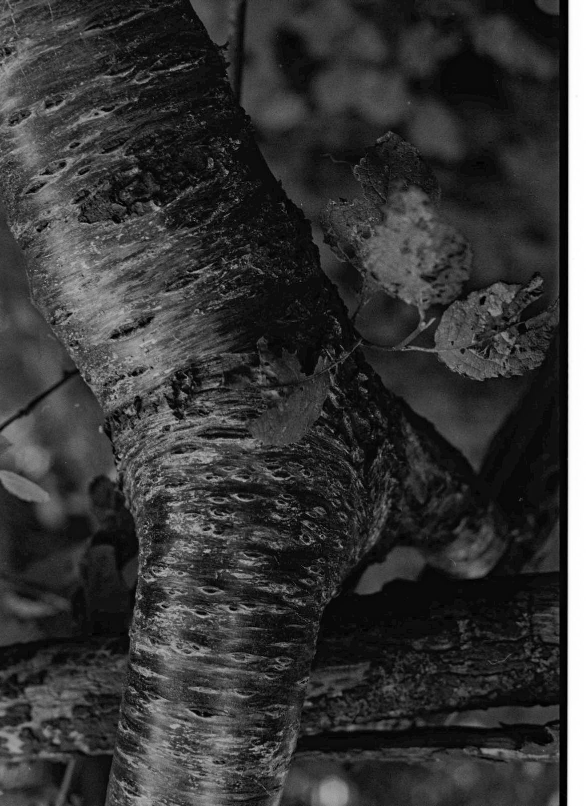 Black and white close-up of a textured tree trunk with strong contrast and deep shadows. 35 mm film ash olion photography