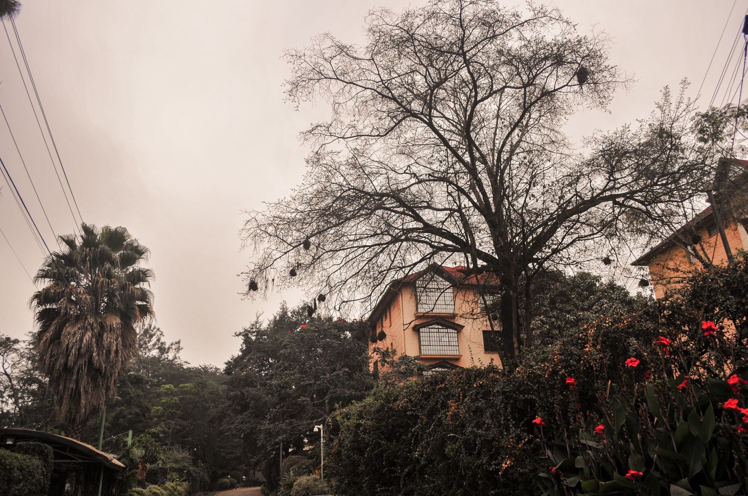 Tall leafless tree rising above lush greenery with large residential houses partially visible behind it. Kenya, Africa