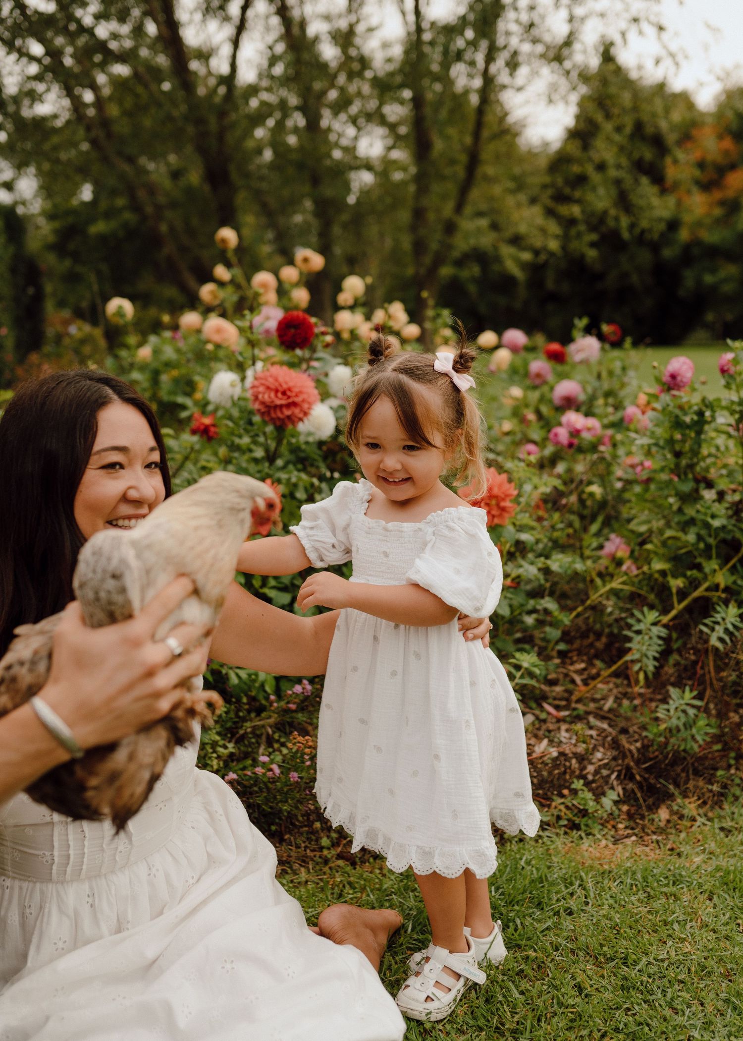 A mother and toddler girl in white dresses enjoy a colorful dahlia garden, with the mom holding a chicken.