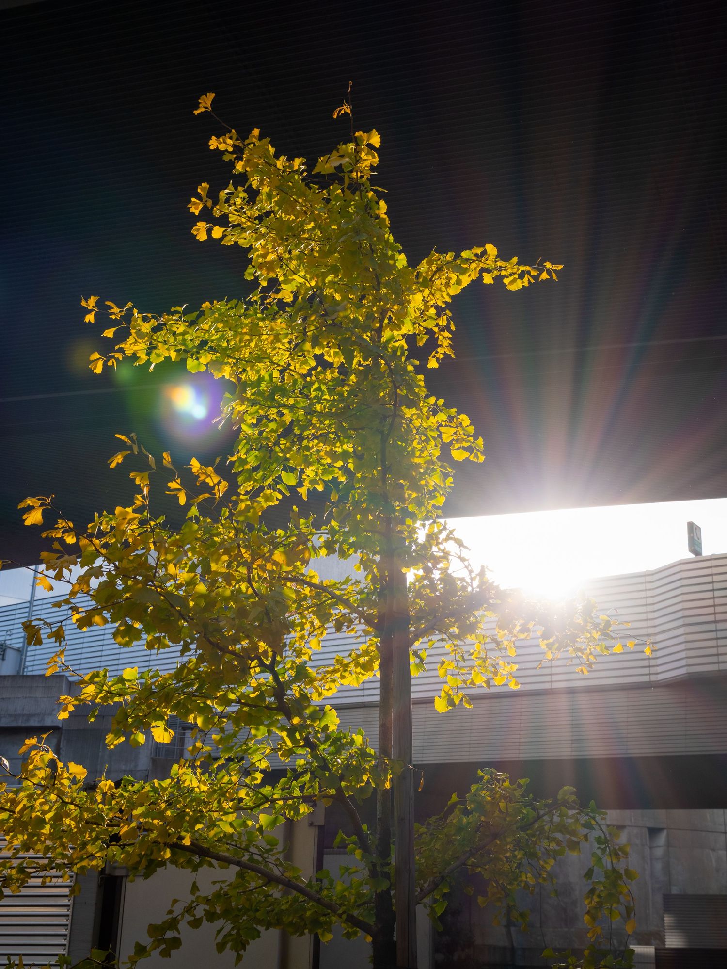Bright sunlight bursts through yellow autumn leaves against a dark sky creating a dramatic lens flare effect.