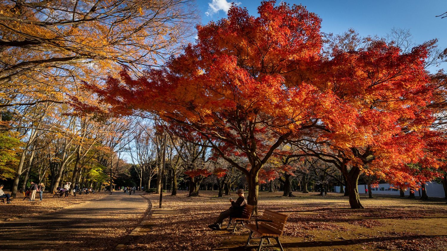 Panoramic view of maple trees with bright orange and red fall foliage in a park setting.