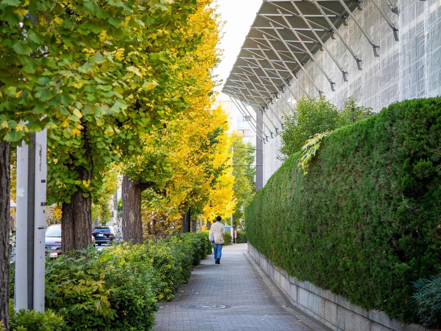 Tree-lined walkway with yellow autumn foliage and concrete walls creating a long corridor.