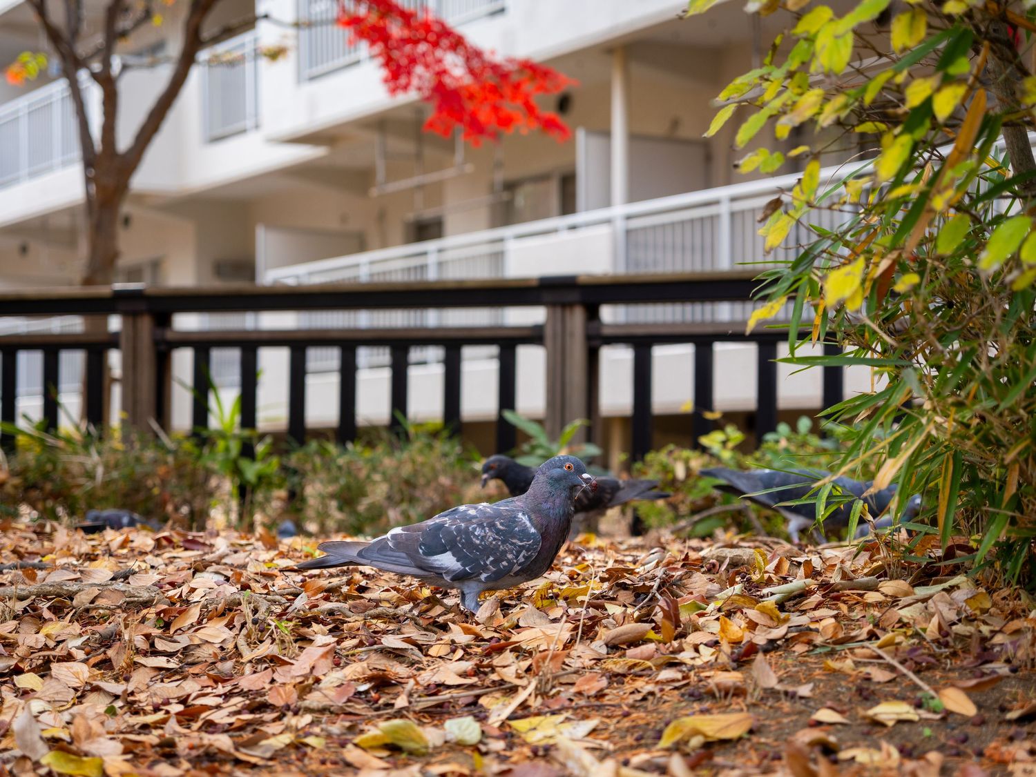 Red and yellow autumn leaves scattered on the ground beneath trees near a white building with dark trim.