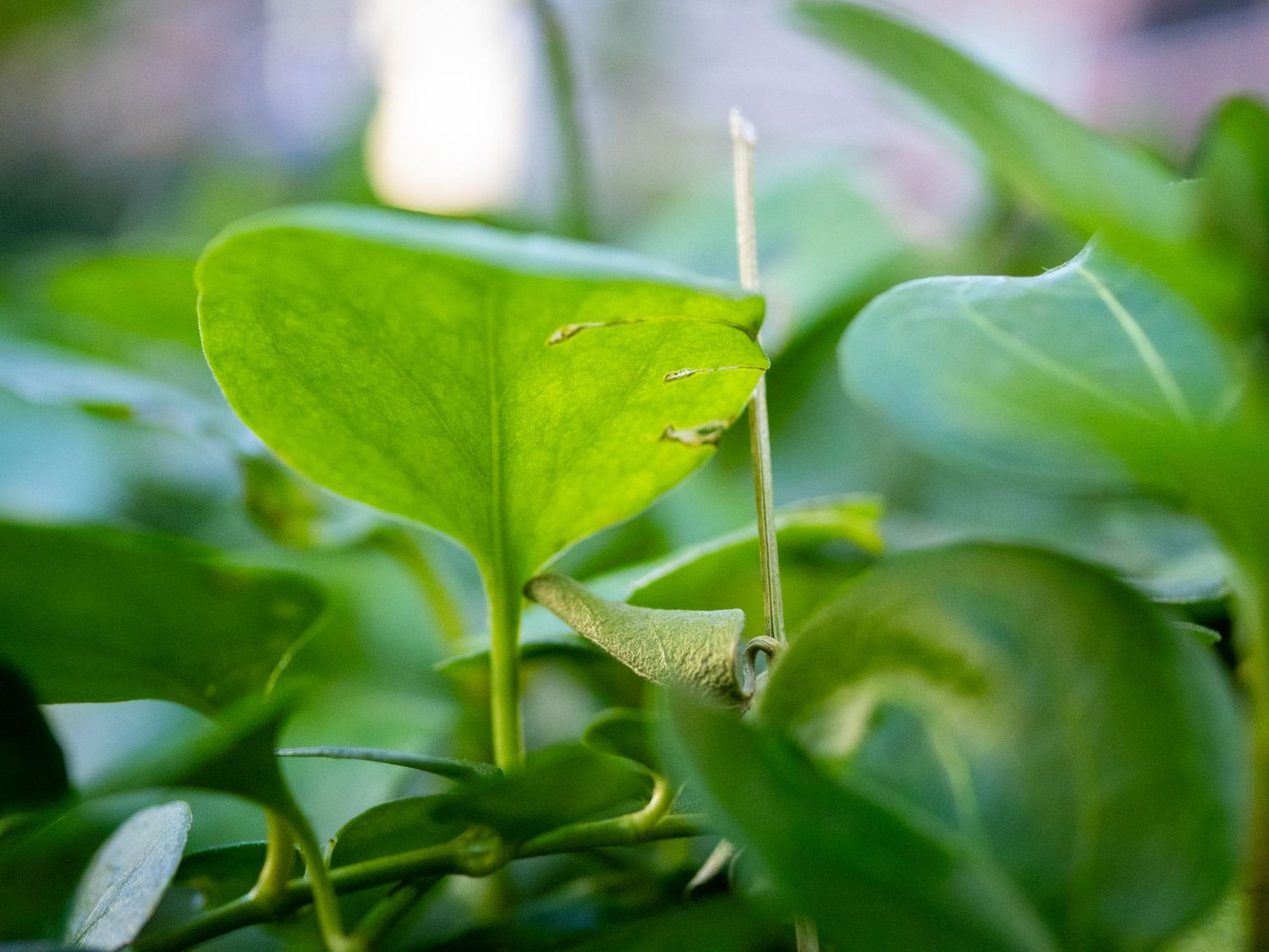 Bright green leaves and foliage create a lush natural background pattern in soft focus.