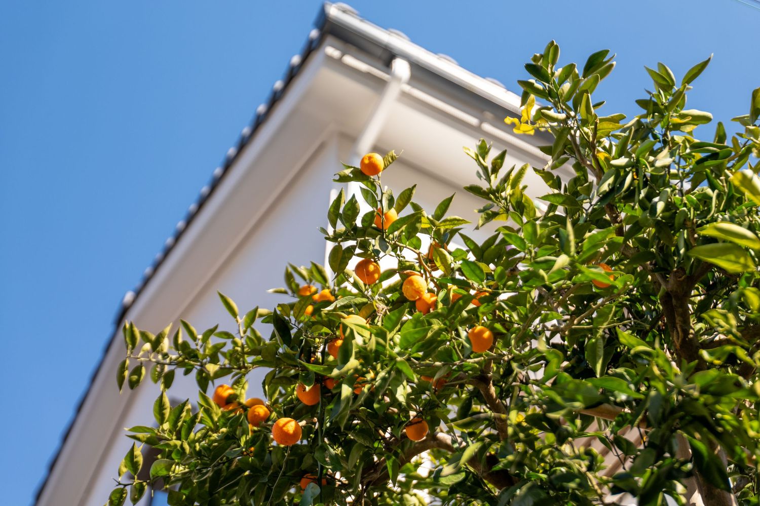 Orange kumquat fruits growing on lush green branches against a white wall in bright sunlight.