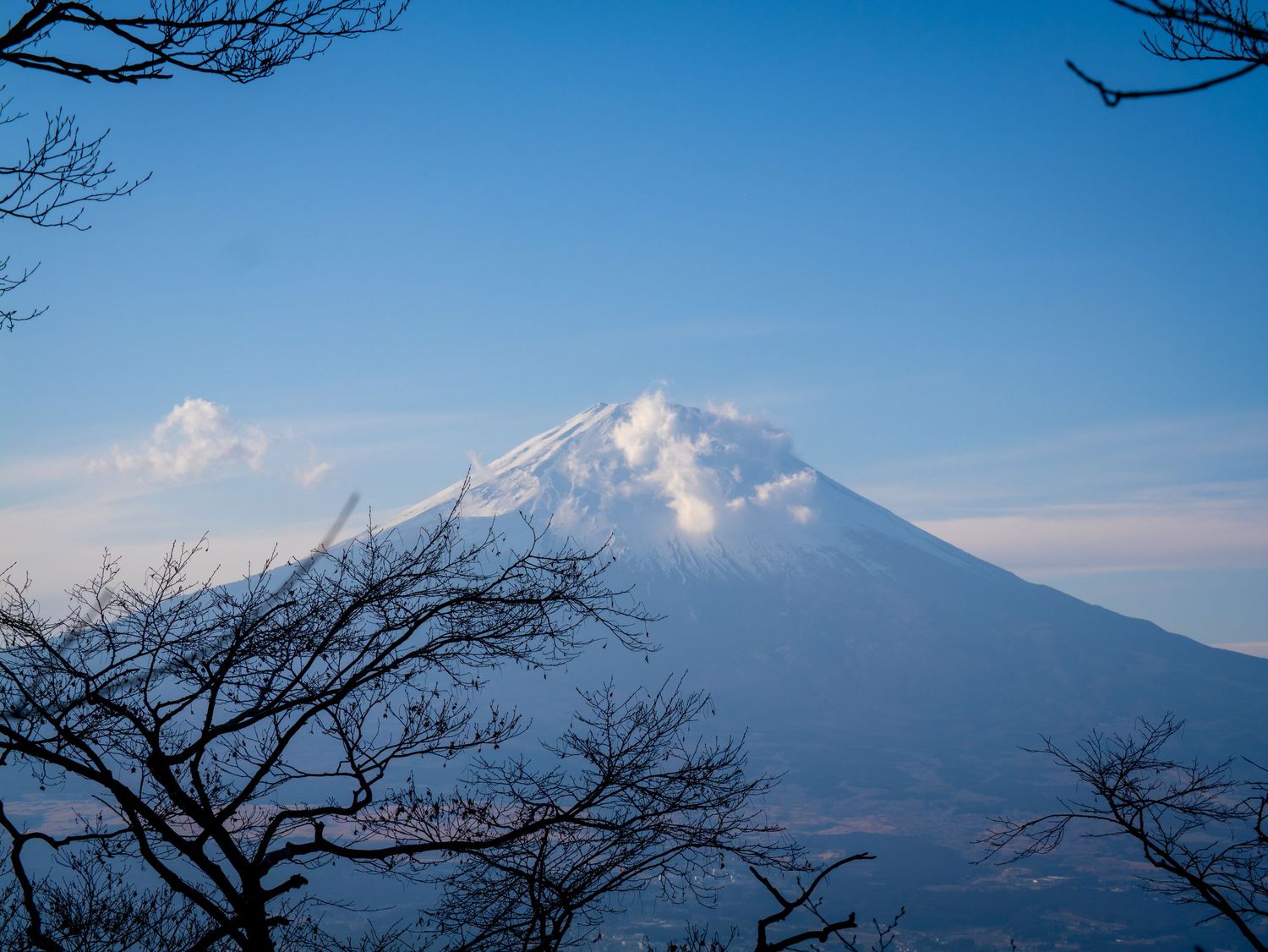 Snow-capped Mount Fuji rises majestically against a blue sky, framed by bare winter tree branches in silhouette.