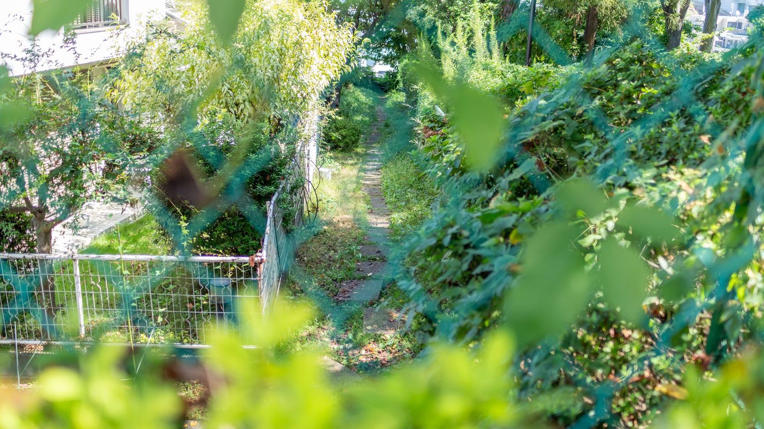 Sunlit green leaves and branches creating a natural canopy overhead.