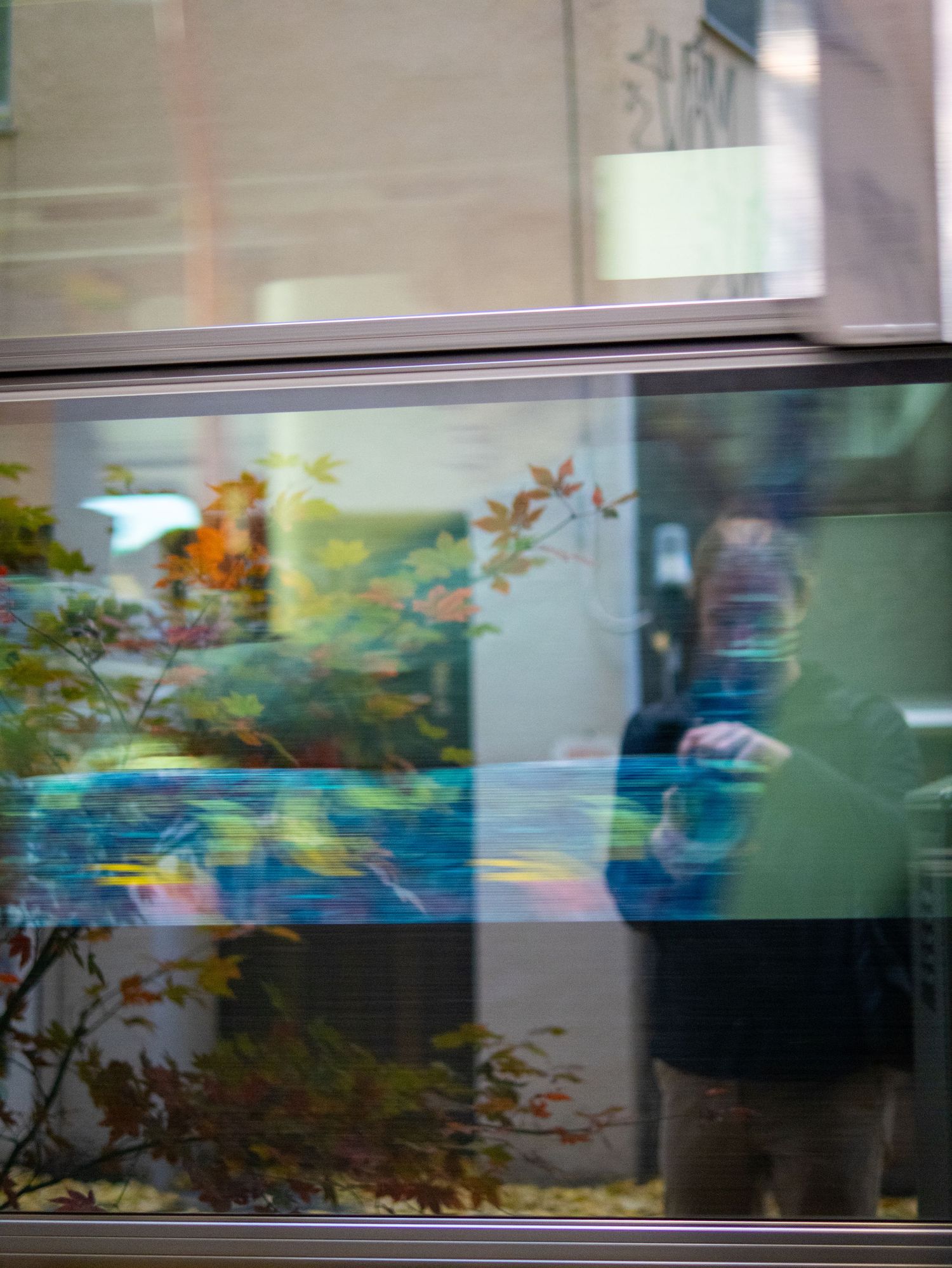 A series of aquarium tanks arranged side by side showing blue water and aquatic plants in each display.