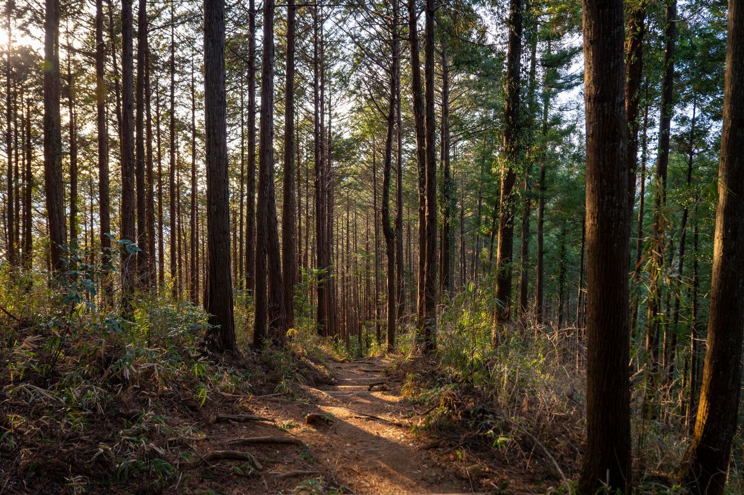 Sunlight streams through tall pine trees in a tranquil forest creating long shadows on the woodland path.