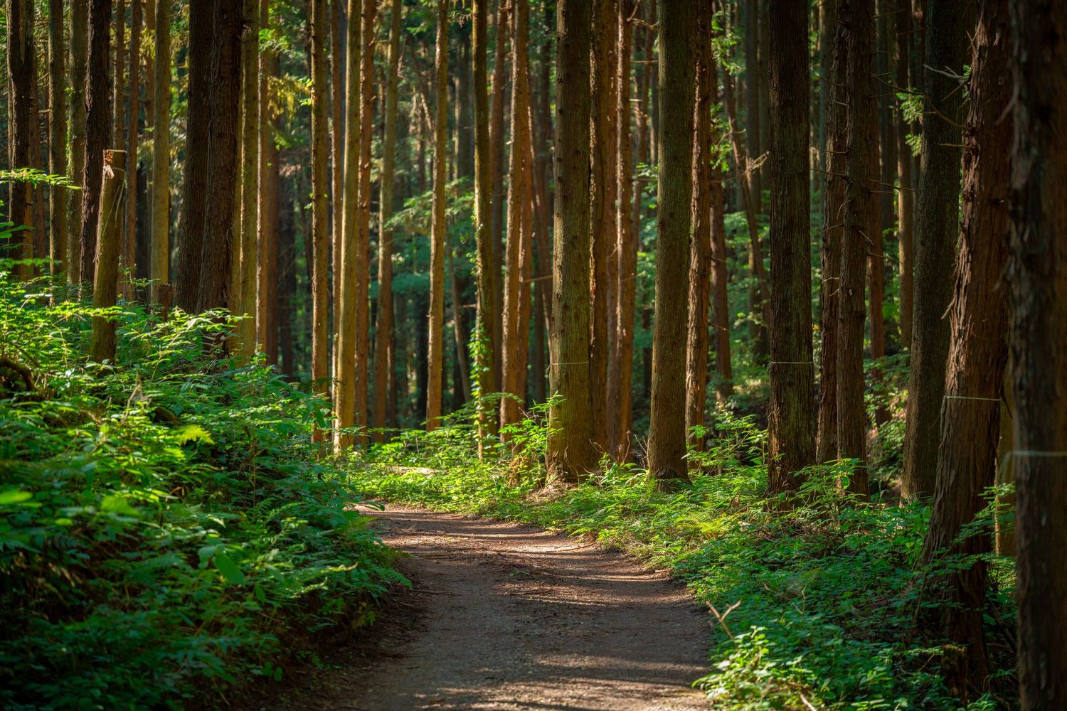 A serene forest path winds through tall cedar trees with lush green undergrowth in dappled sunlight.