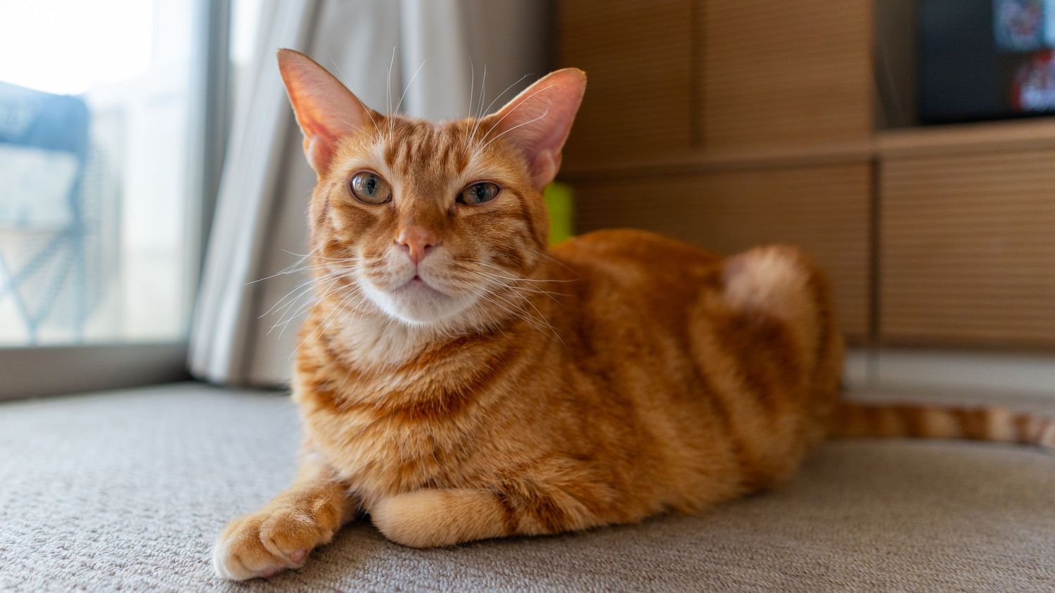 Orange tabby cat lounging contentedly on gray furniture near a window.