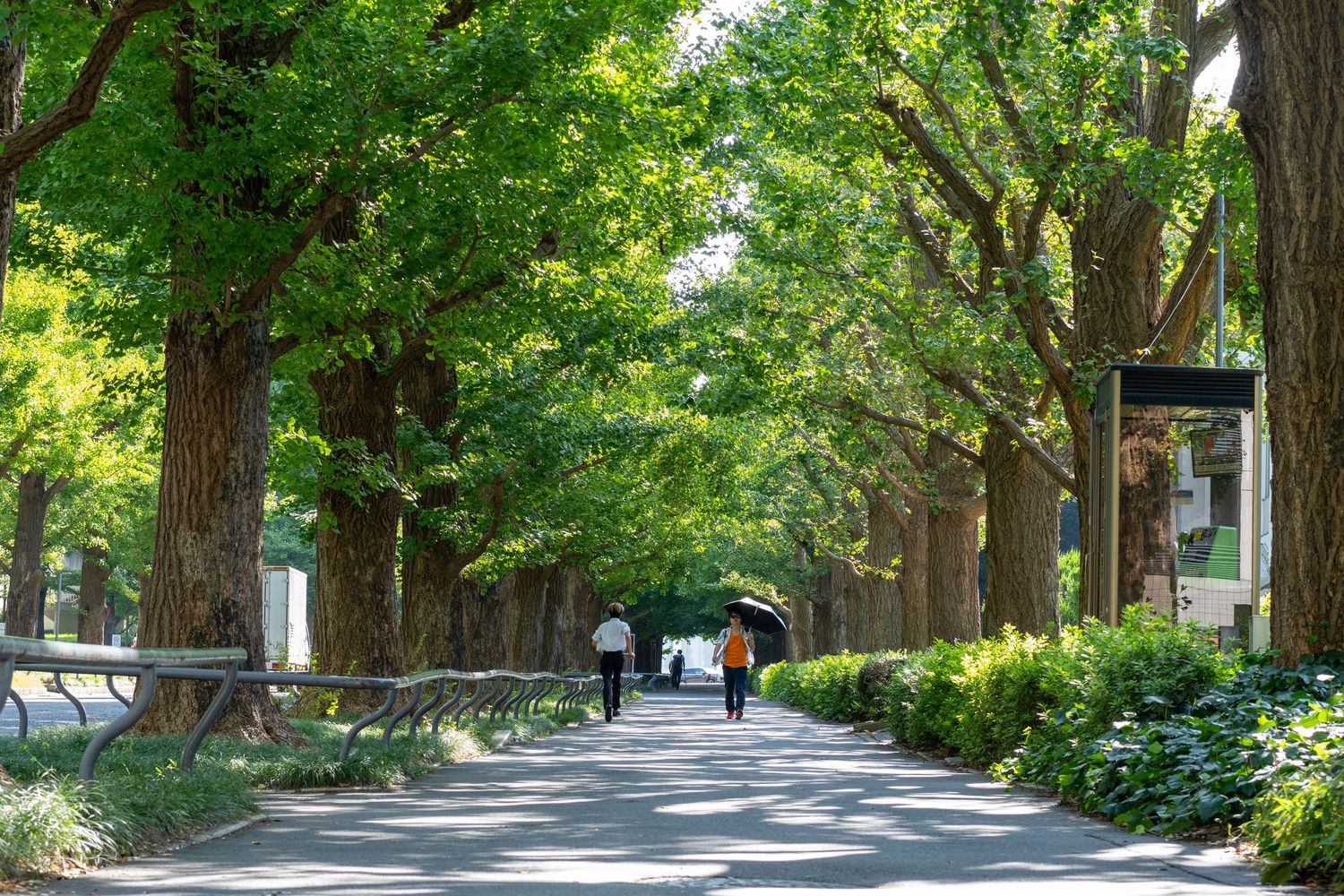 Long tree-lined avenue with green canopy creating natural tunnel effect.