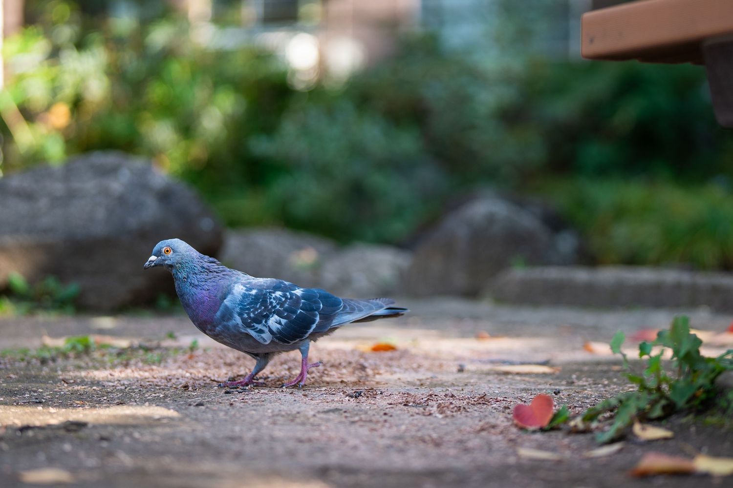 Pigeons foraging on ground level in an urban setting during daytime.