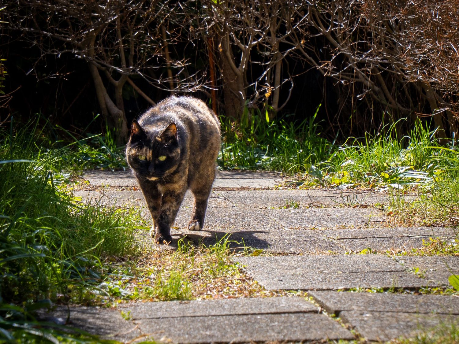 A black cat with yellow eyes walks along a sunlit garden path with grass and plants in the background.