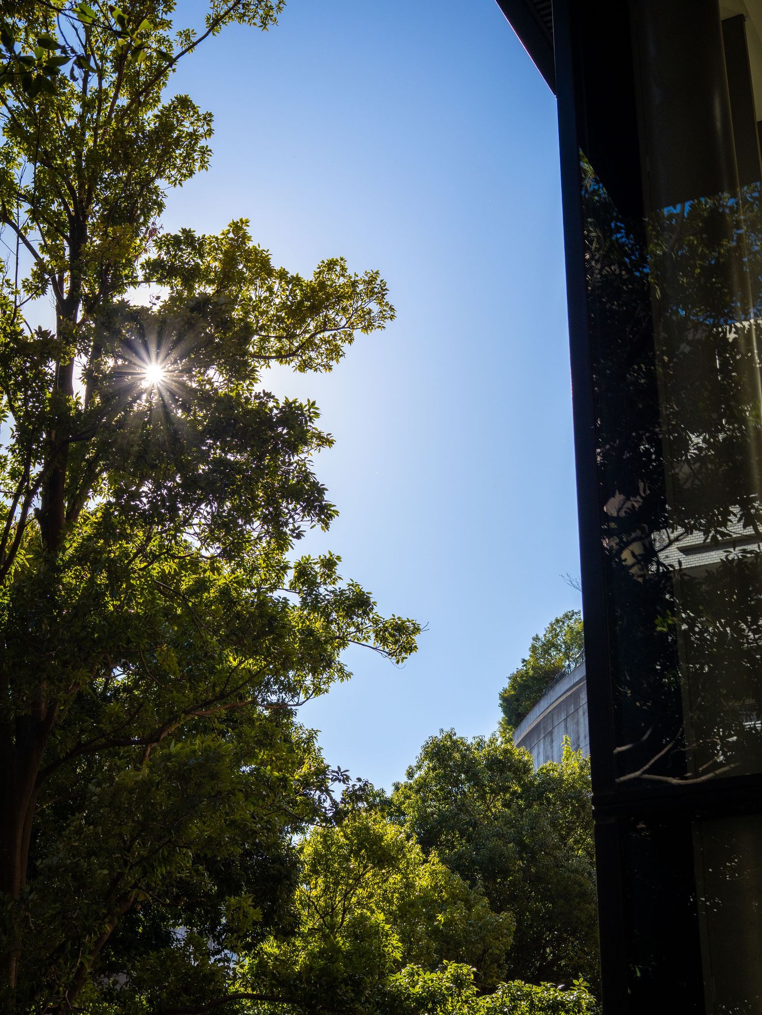 Sunlight peeks through lush green tree canopy against bright blue sky creating dramatic natural lighting effect.