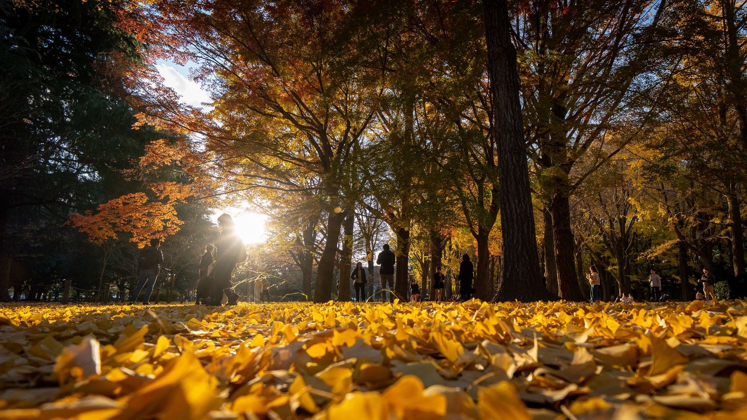 Golden autumn trees with fallen leaves creating a scenic panoramic view in a park.