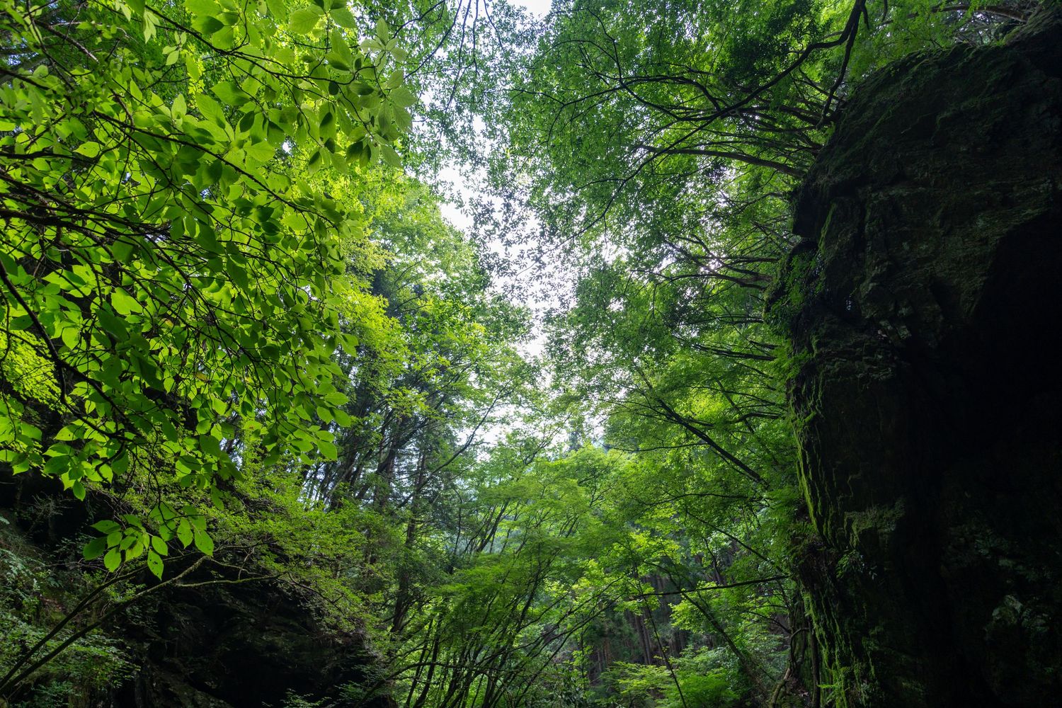Looking up through lush green forest canopy with sunlight filtering through leaves.