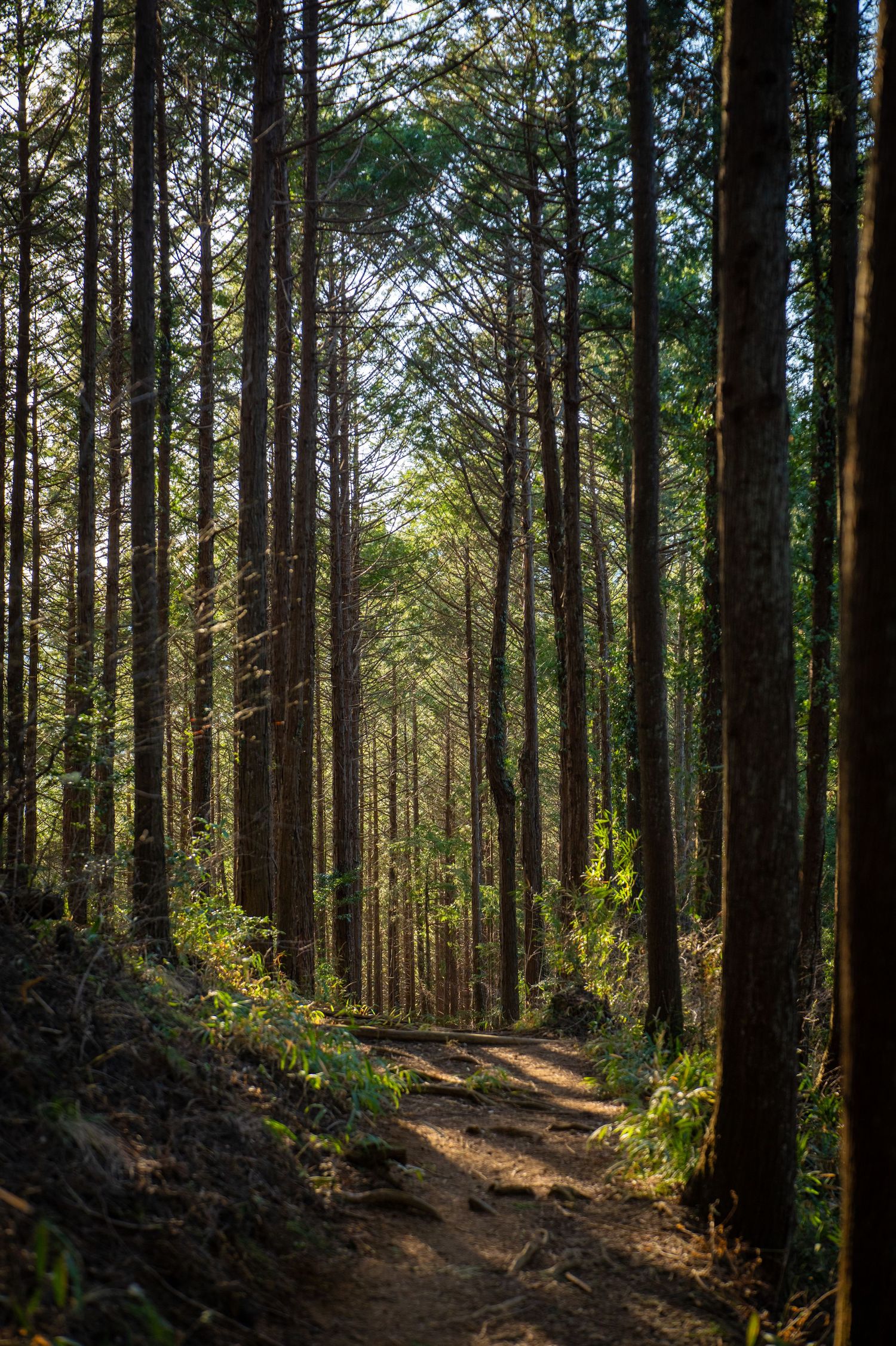 Sunlit forest path winds through tall evergreen trees casting long shadows on a peaceful woodland trail.