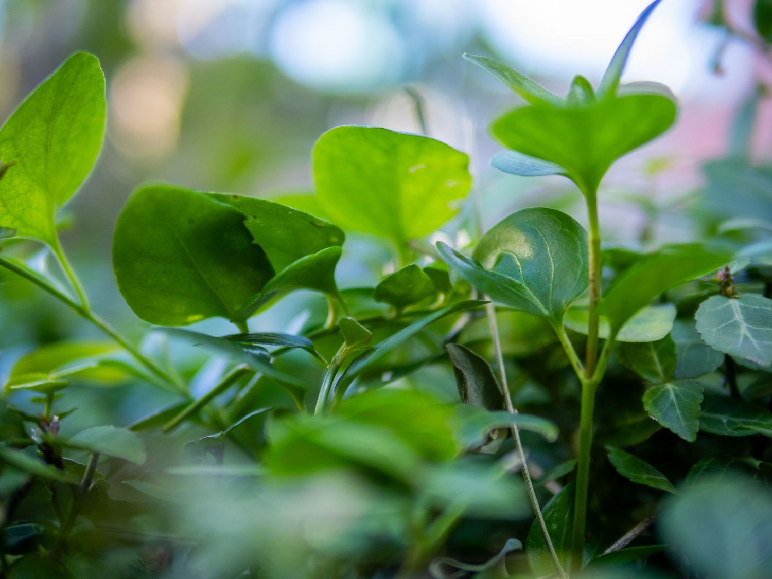 Close-up of fresh green clover leaves growing in garden with soft natural light filtering through foliage.