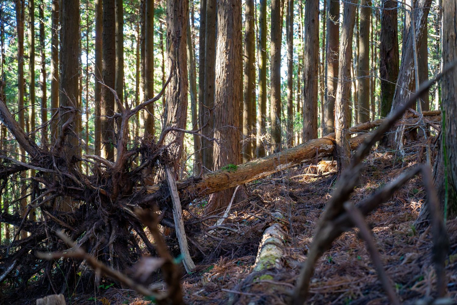 Fallen logs and tree debris scattered on forest floor among tall evergreen trees in dappled sunlight.