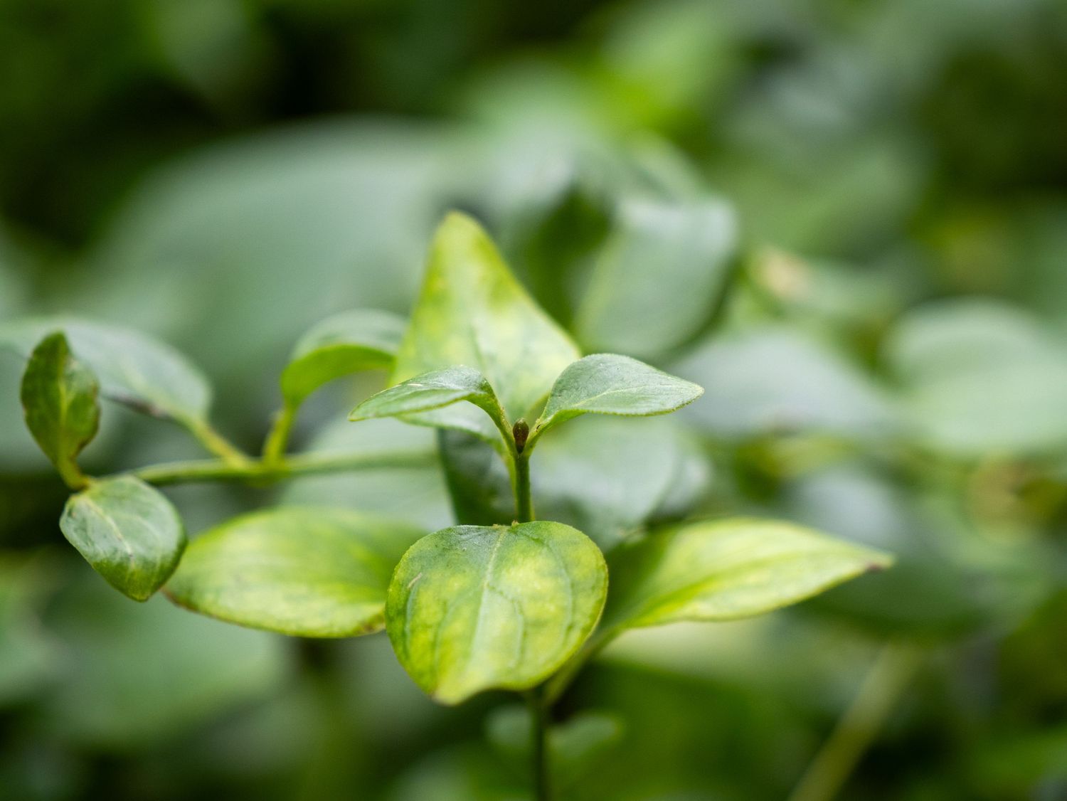 Close-up view of fresh green leaves with water droplets in a lush garden setting.
