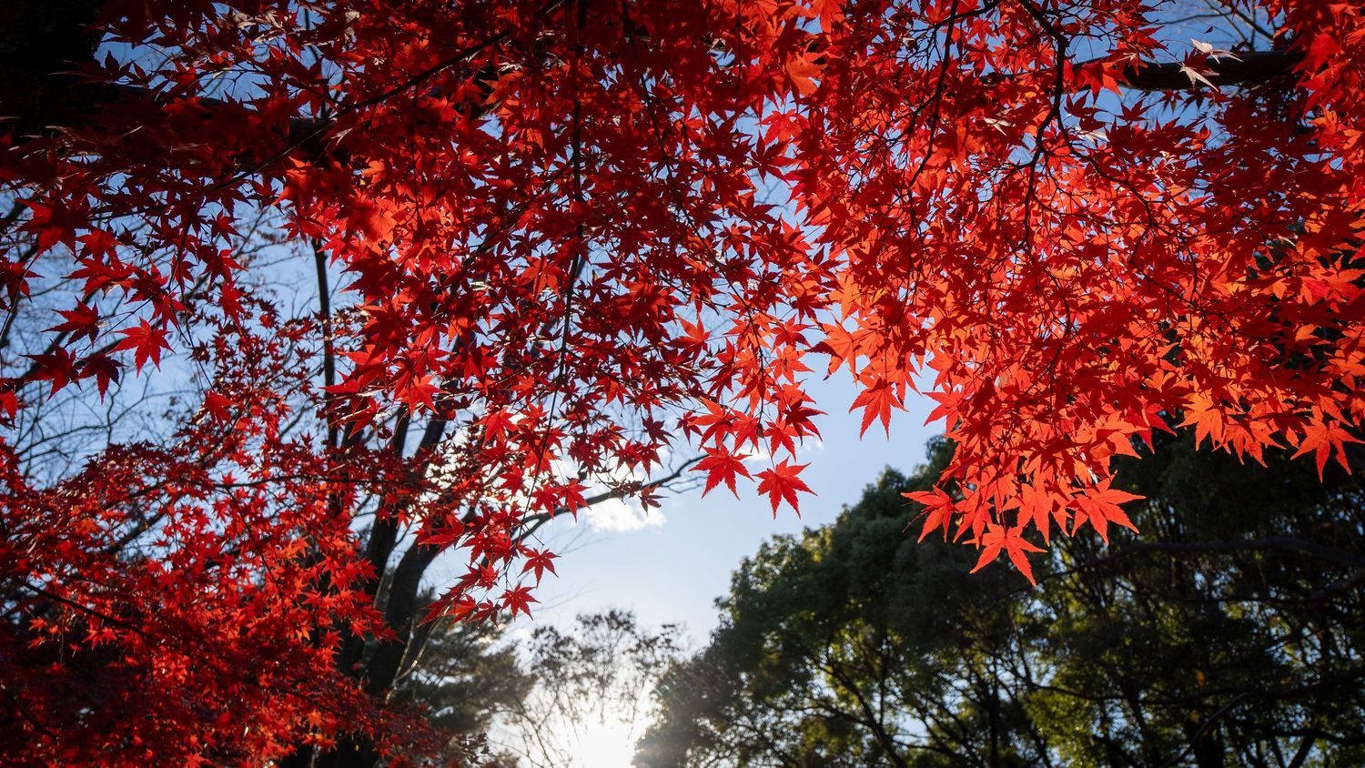Vibrant red maple leaves against blue sky in panoramic autumn scene.