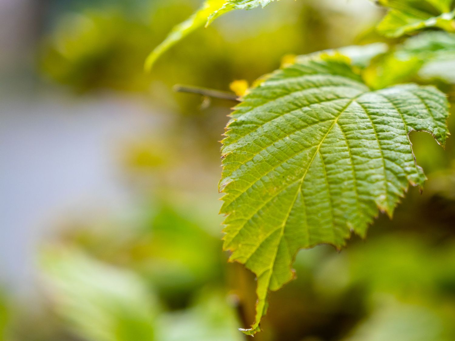 Close-up view of fresh green grape leaves growing on grapevine in bright sunlight.
