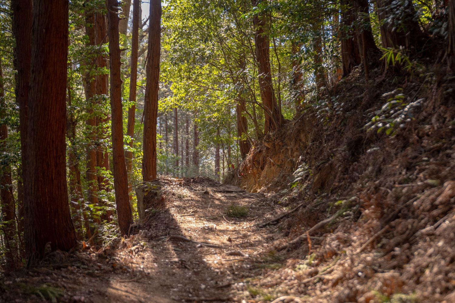 A winding dirt trail meanders through a sunlit forest with tall trees casting dappled shadows on the path.