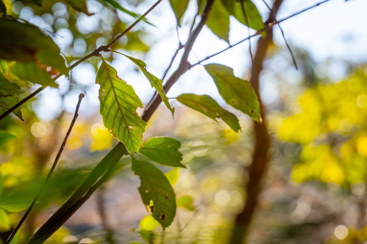 Green maple leaves on branches with sunlight filtering through creating a natural bokeh effect in the background.