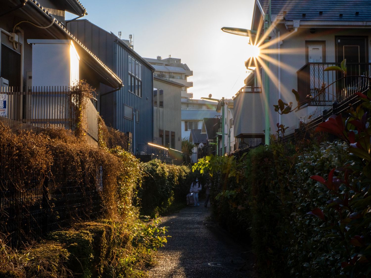 Sunlit residential street with sunburst effect and autumn vegetation along the path.