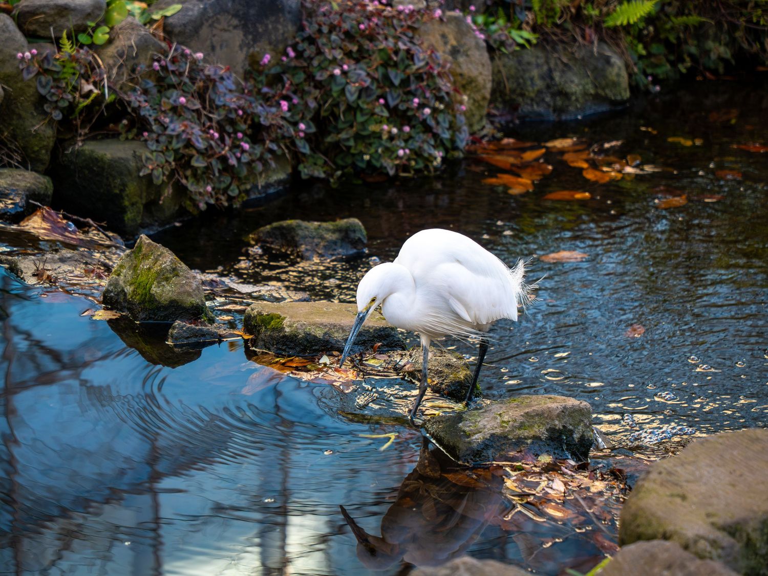 A white snowy egret wades in shallow water near rocks and fallen leaves while hunting for food.