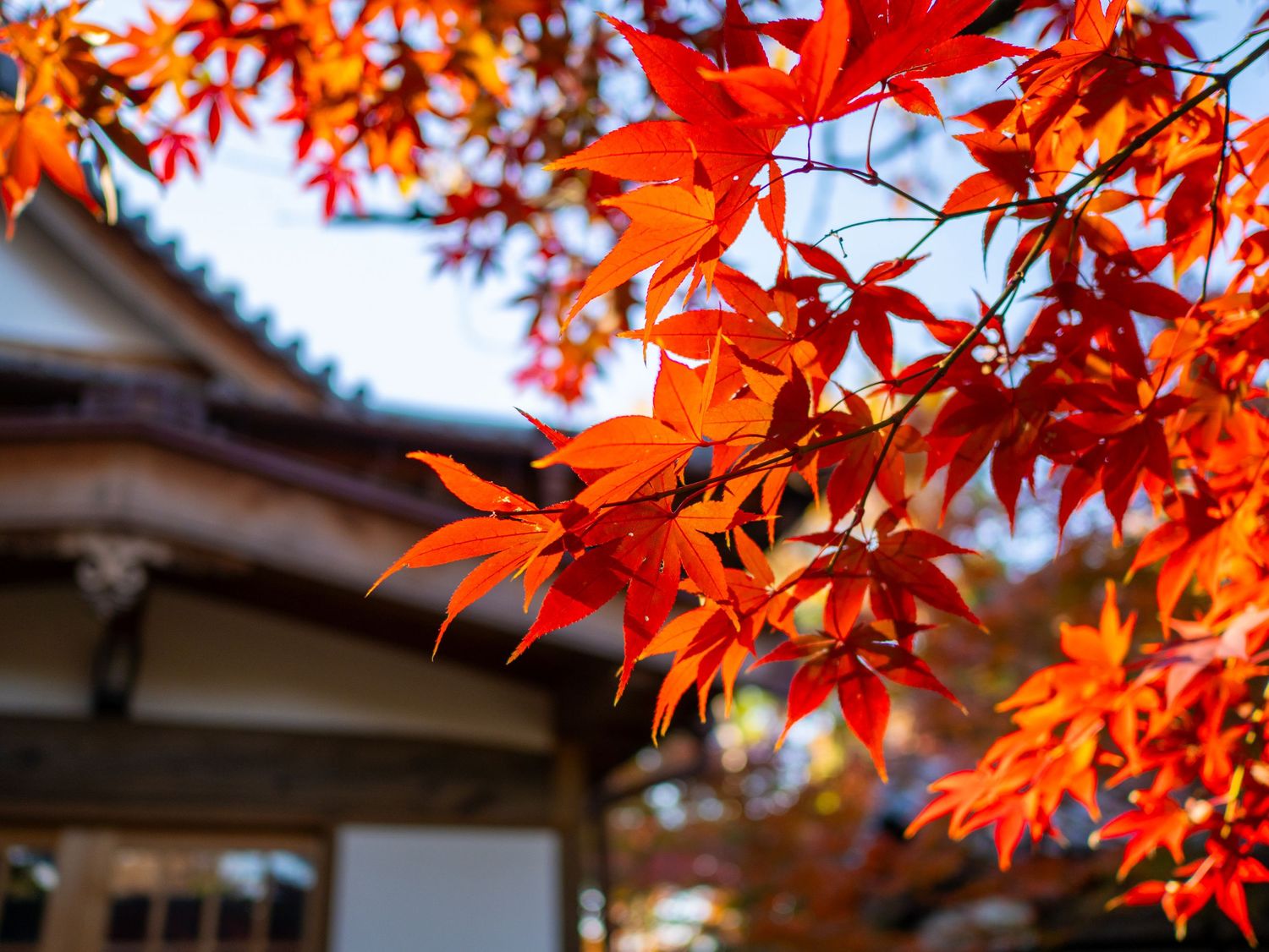 Vibrant red Japanese maple leaves backlit by sunlight during autumn.