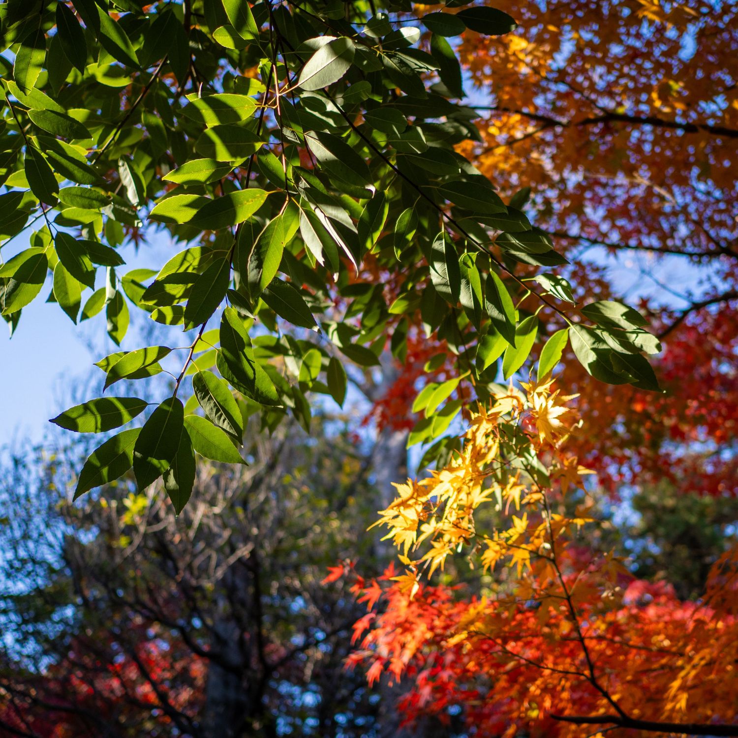 Autumn leaves transition from green to orange and red against a bright sky.