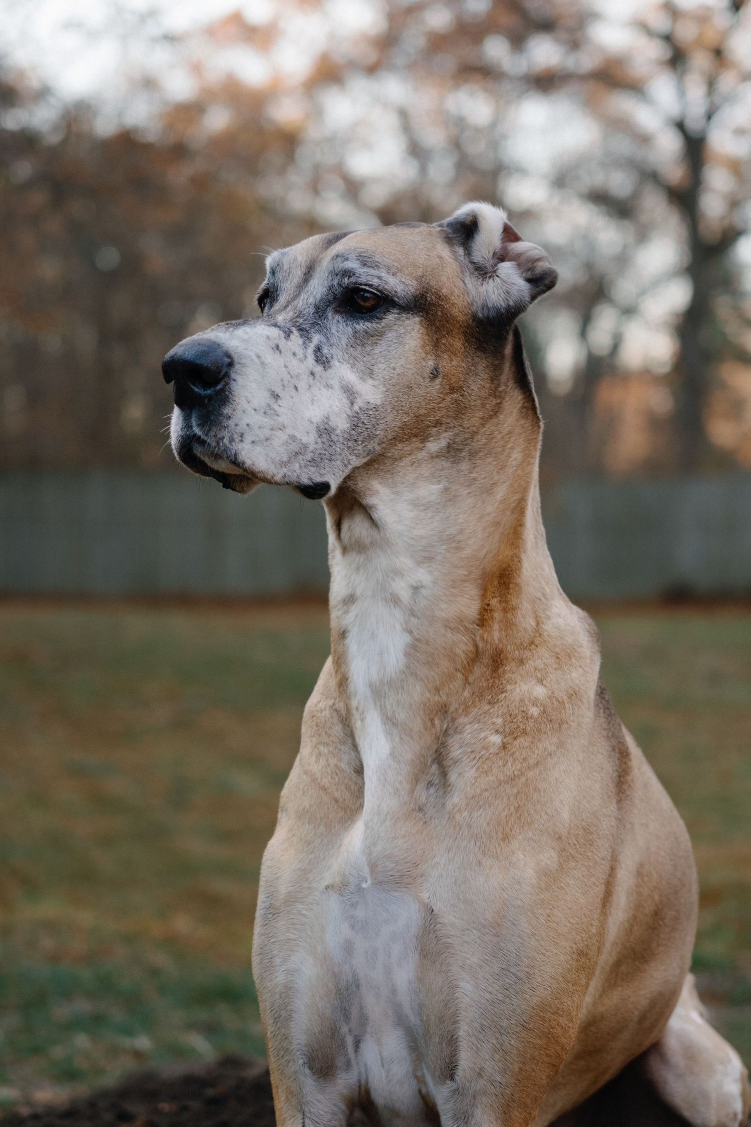 Tan and white dog looking alert in profile against autumn background.
