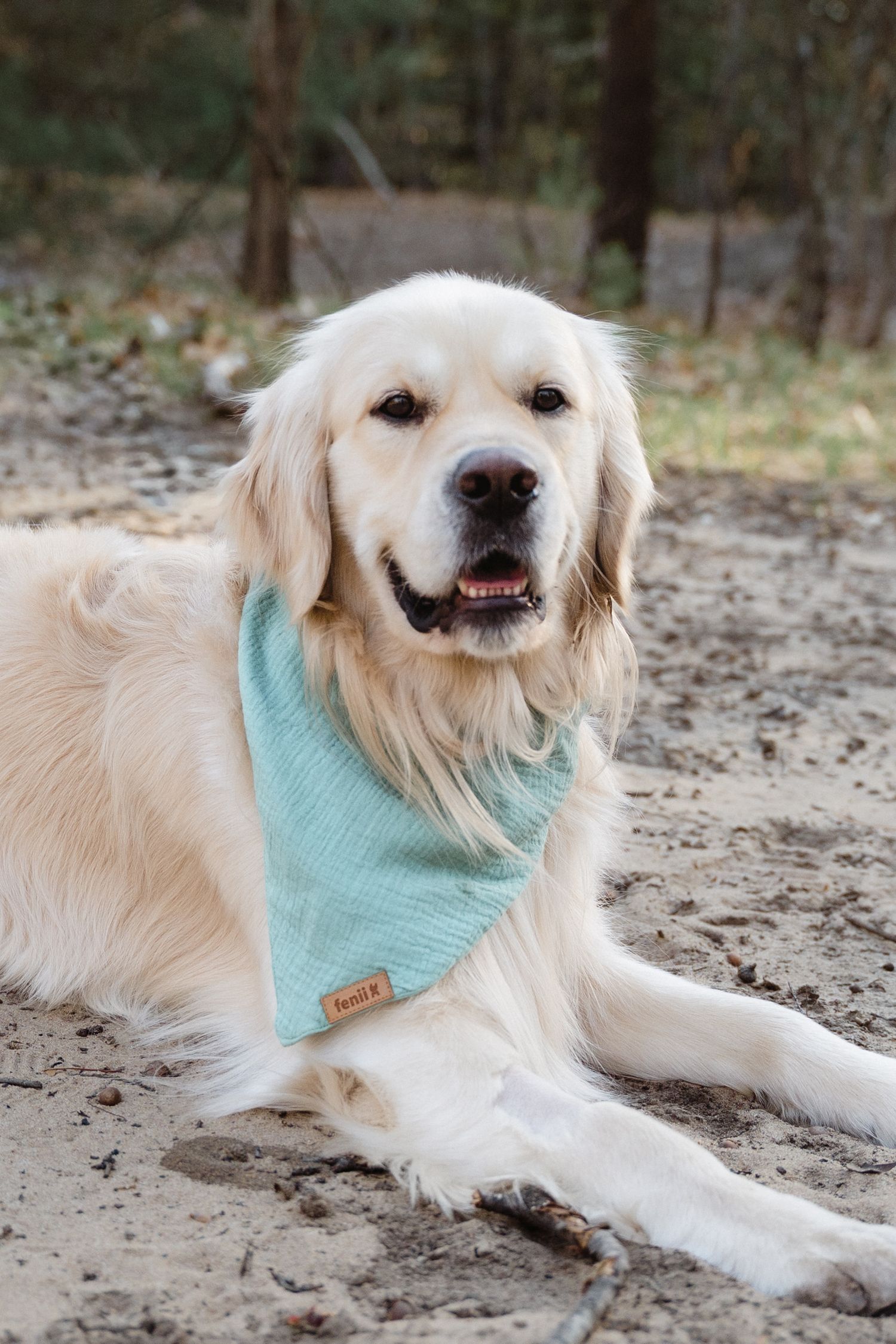 Golden Retriever dog wearing a light blue bandana lying on sandy ground in a forest setting.