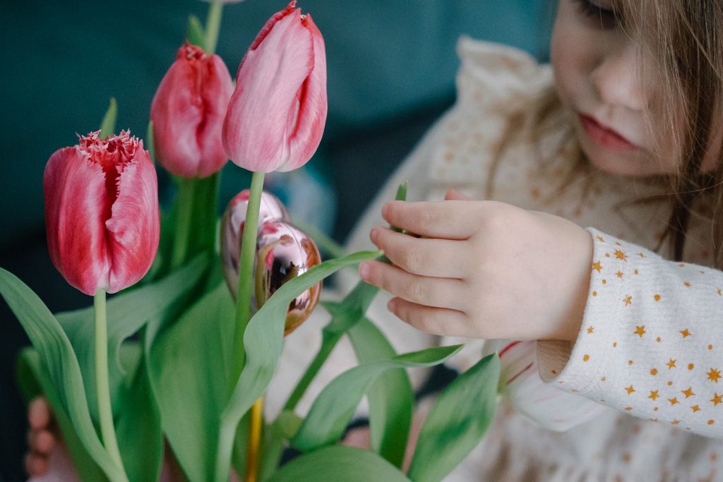 Pink tulips in bloom with soft focus and teal background.